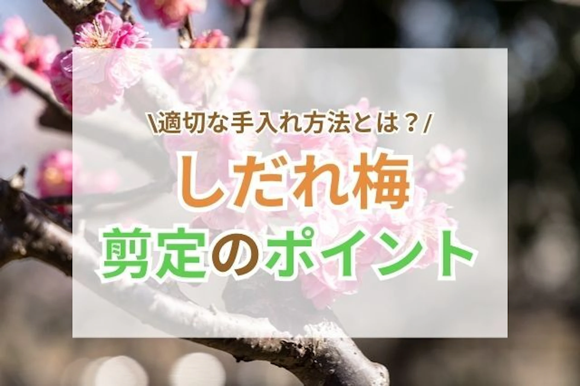 サムネイル:しだれ梅の剪定時期と注意点・花を楽しむための基本的な知識を知ろう!