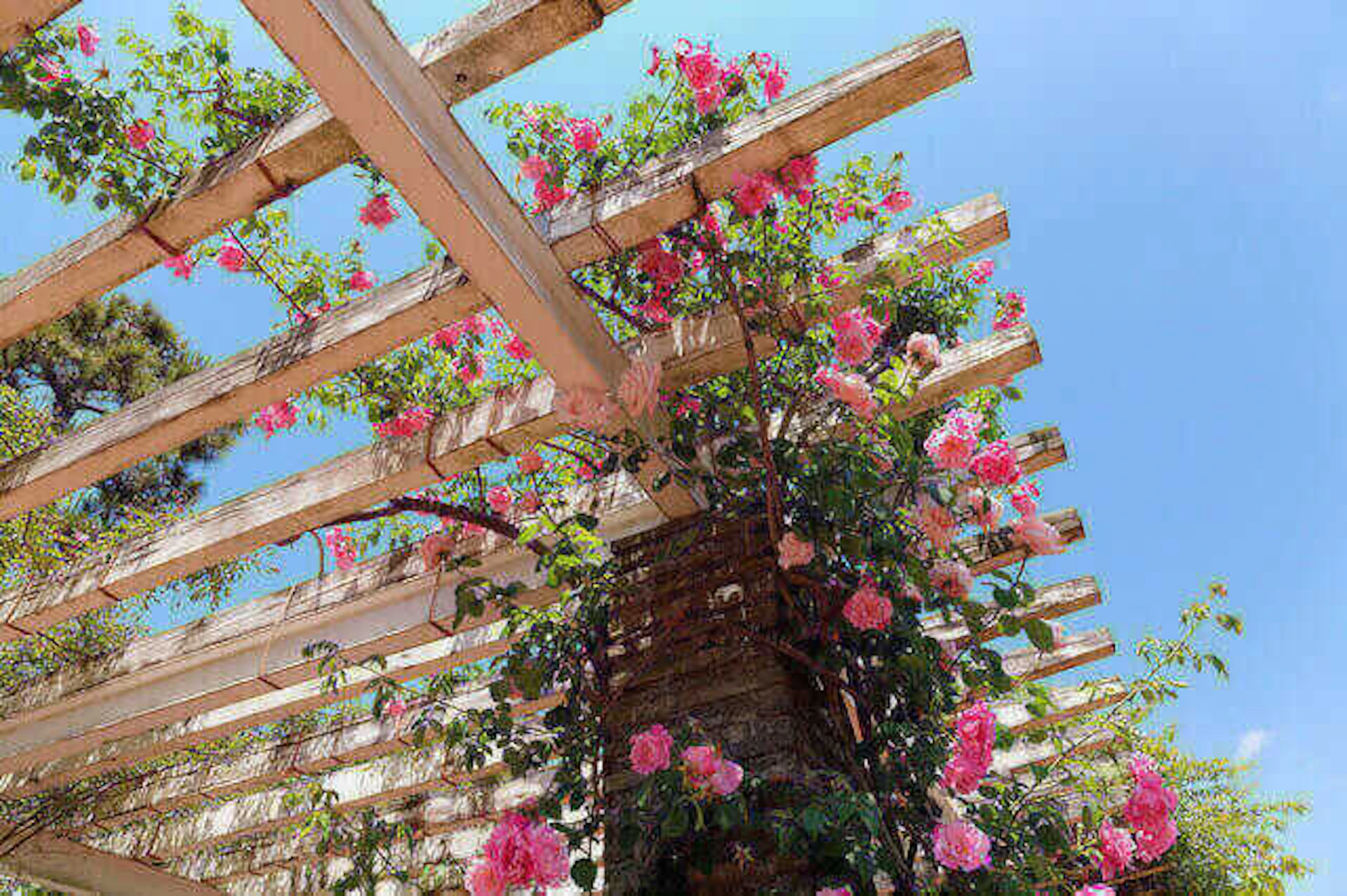 パーゴラのアレンジ・活用方法