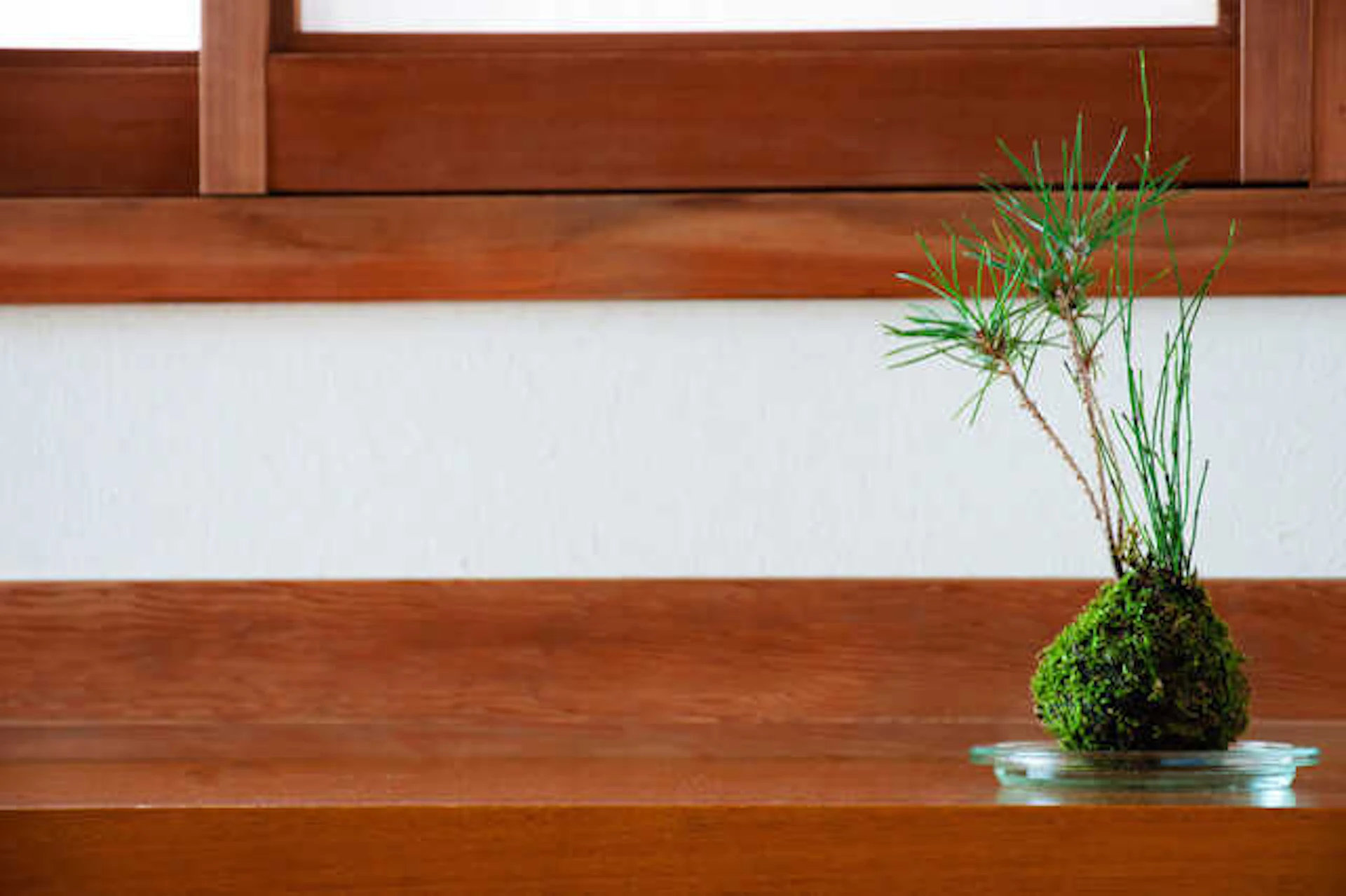 敷石や植物で日本庭園風