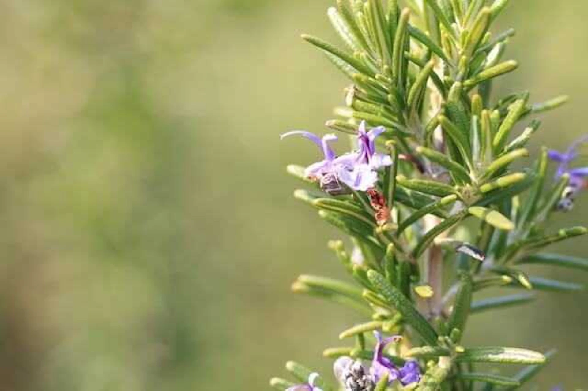 おすすめハーブ5. ローズマリー