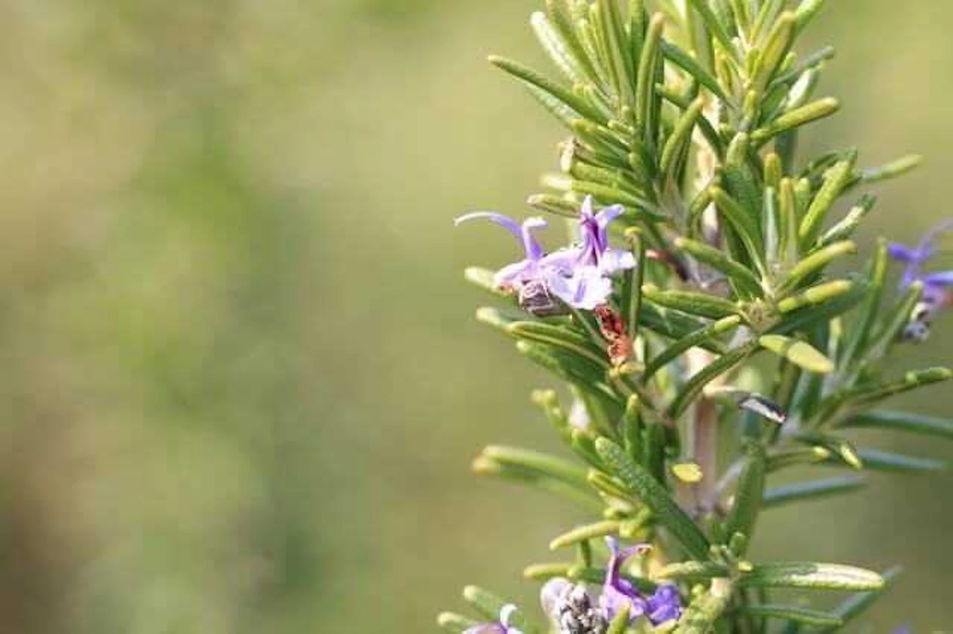 おすすめハーブ5. ローズマリー