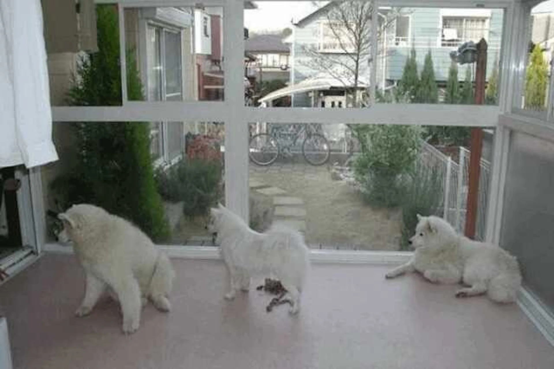 庭につながるサンルームで3頭の白い犬がくつろいでいる。