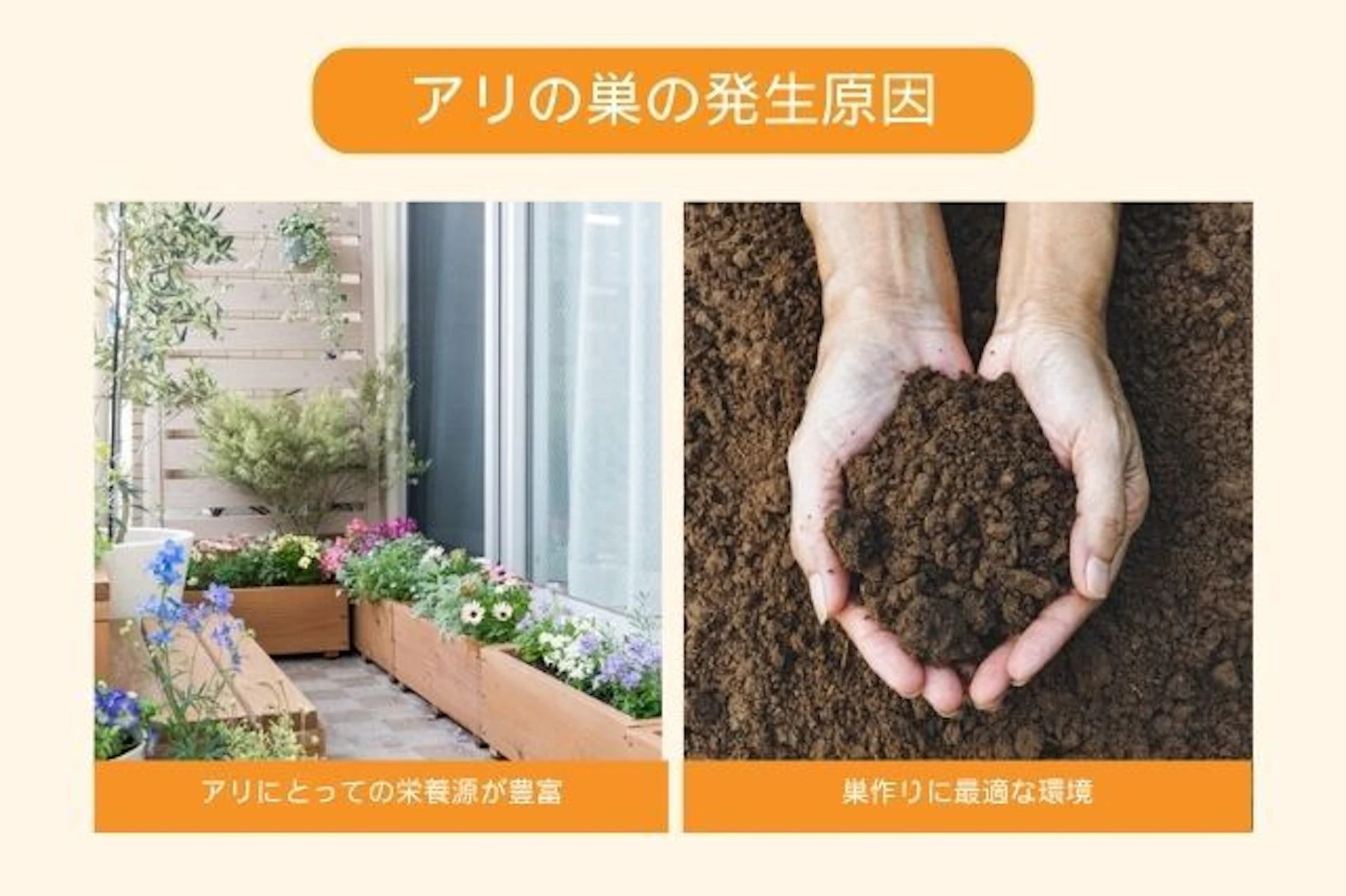 庭にアリの巣ができる原因とは