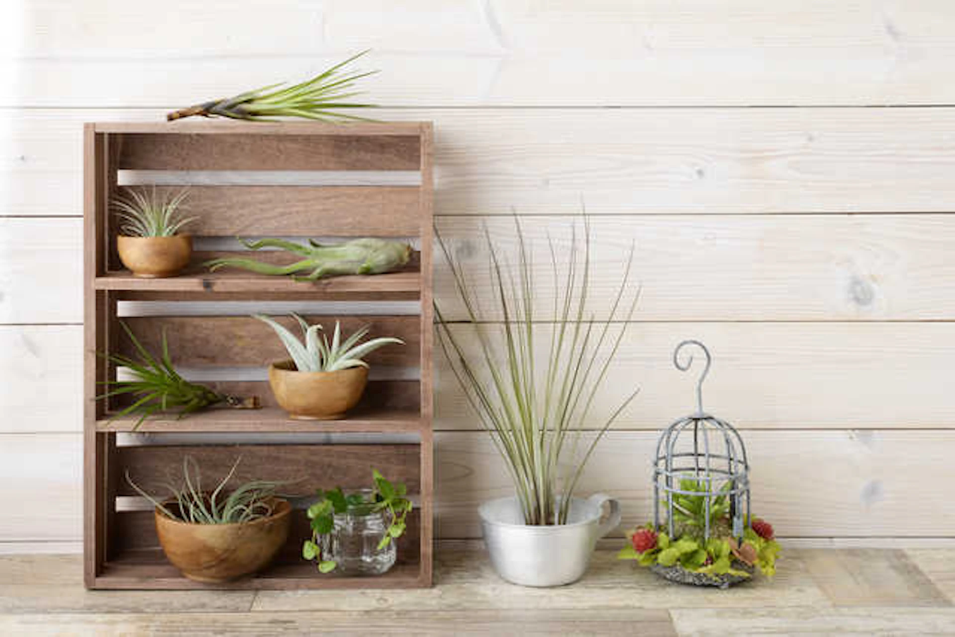 サムネイル：土がなくても育つ！おしゃれで簡単なエアープランツの育て方♡