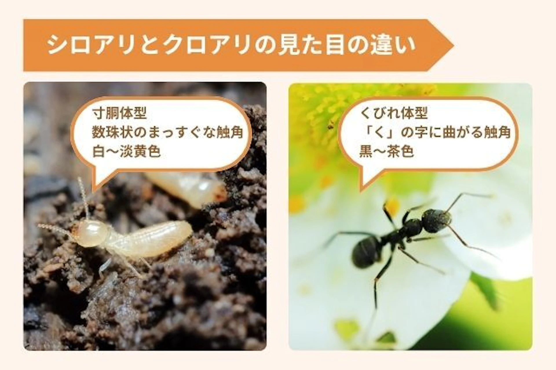 シロアリとクロアリの5つの違い