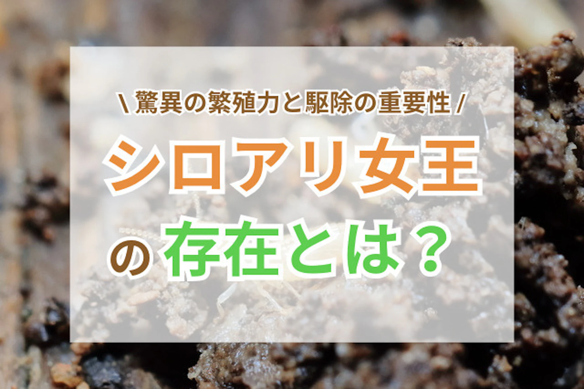 サムネイル:シロアリ女王の存在とは?驚異の繁殖力と駆除の重要性