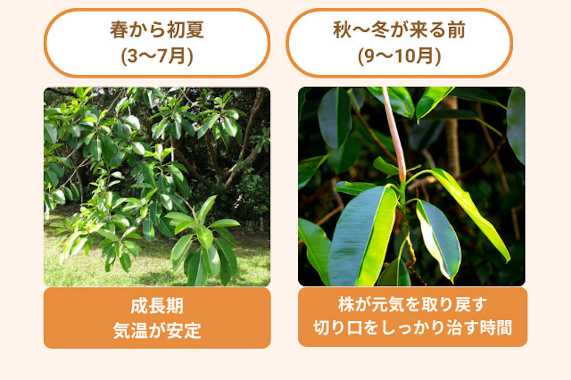 ゴムの木剪定の最適な時期