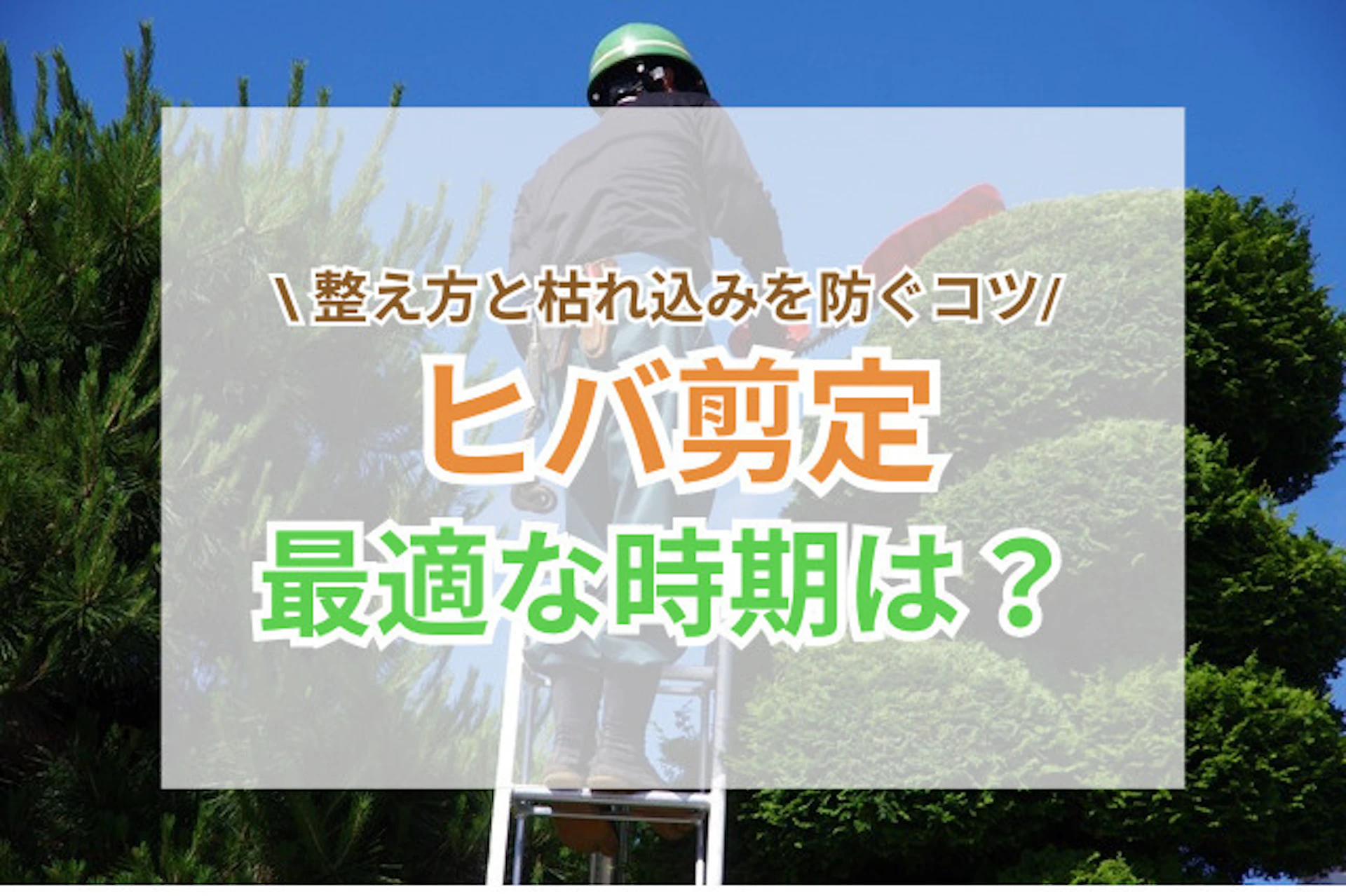 サムネイル:ヒバの剪定時期と整え方|枯れ込みを防ぐコツ