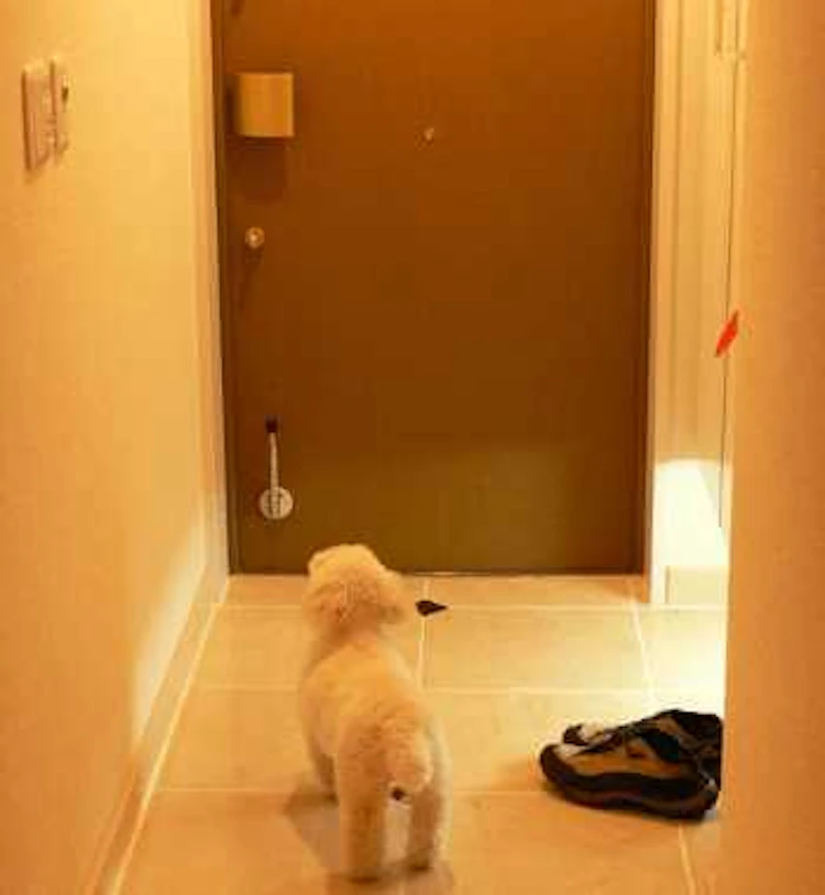 玄関の壁紙クロスの選び方・張り替えの値段・おしゃれな施工例をご紹介