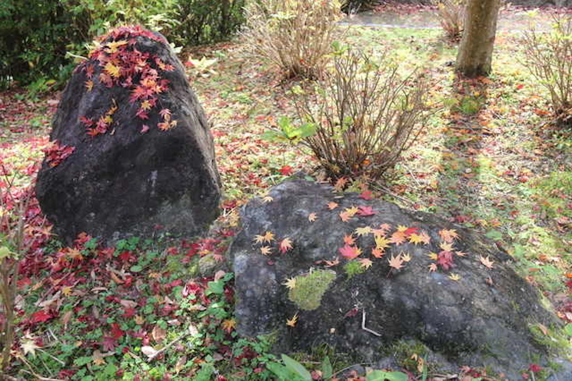 庭木や庭石の除去