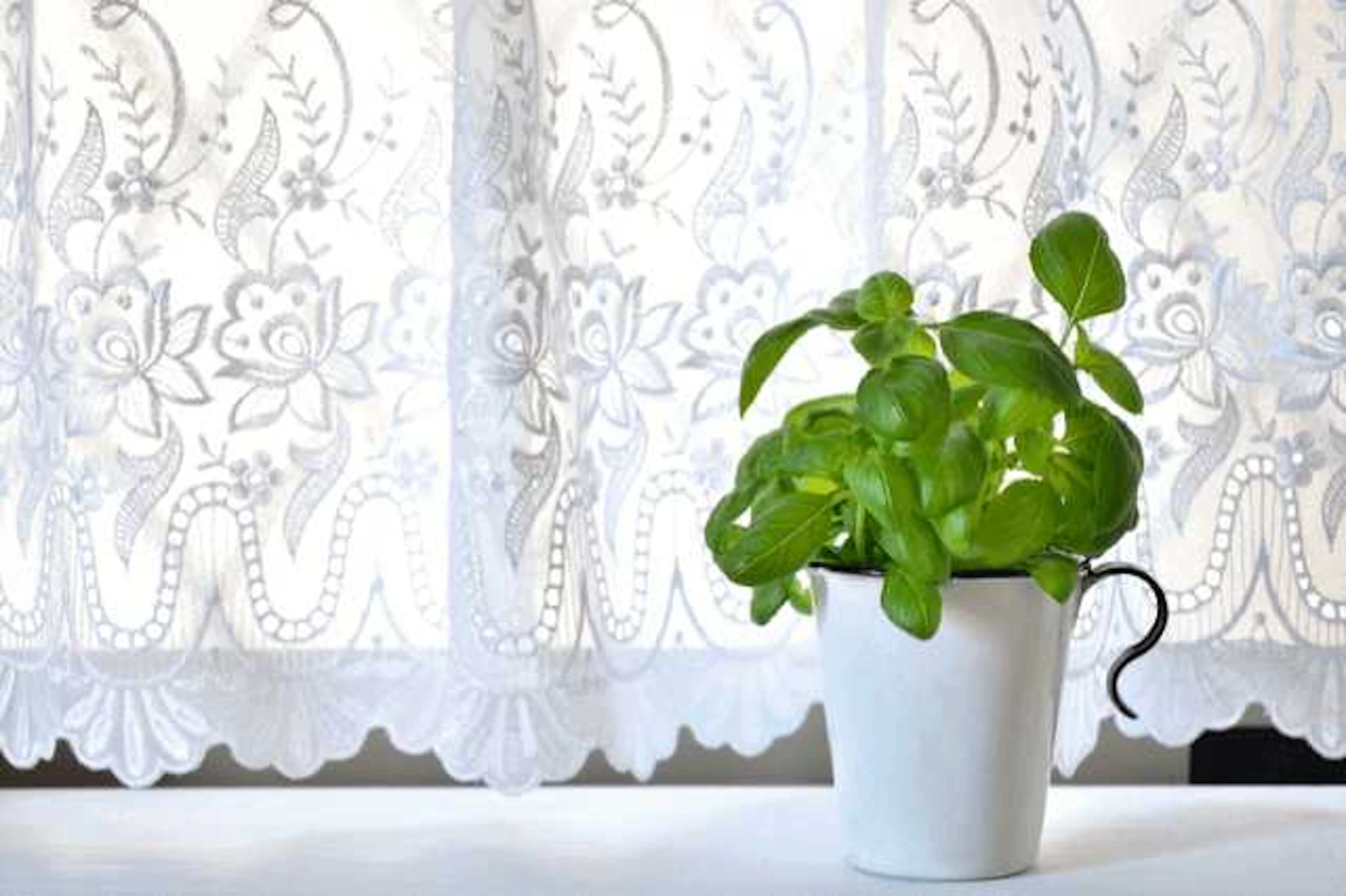 あなたのお部屋にぴったりなのは？テイスト別"カフェカーテン"4選