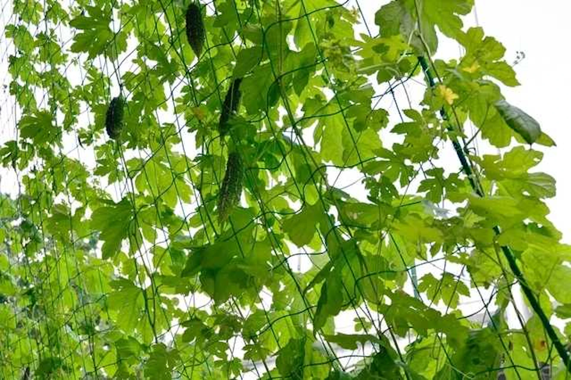 サムネイル:緑のカーテンに使用できる植物は?