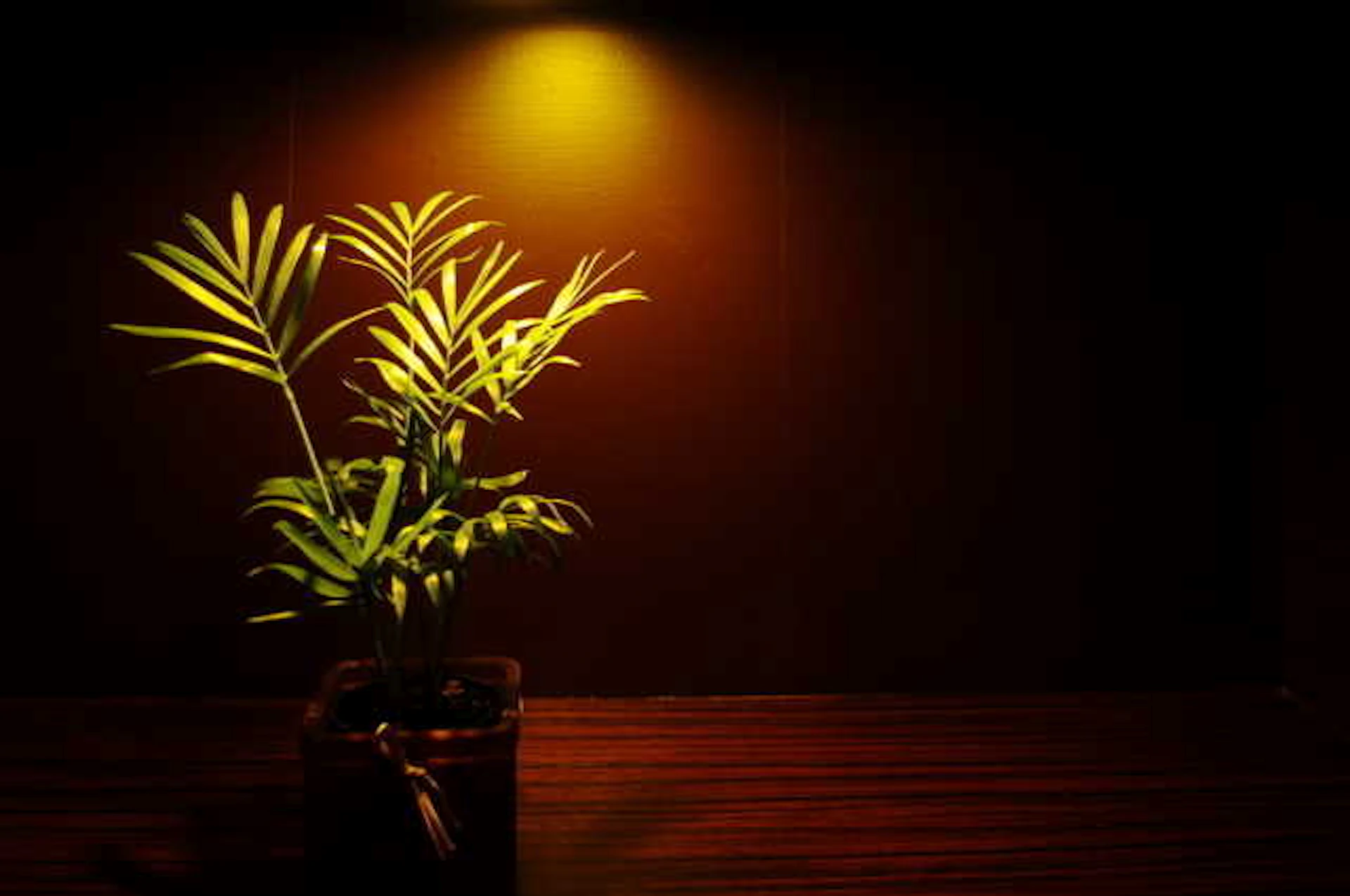 ヤシ系の観葉植物とタペストリー