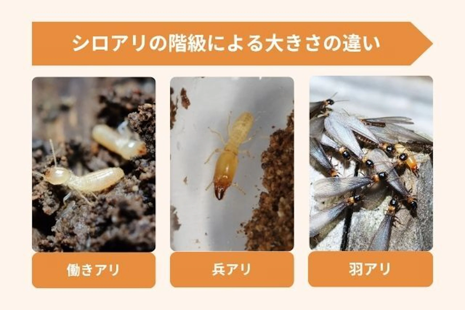 日本に生息する3大シロアリの特徴と大きさ