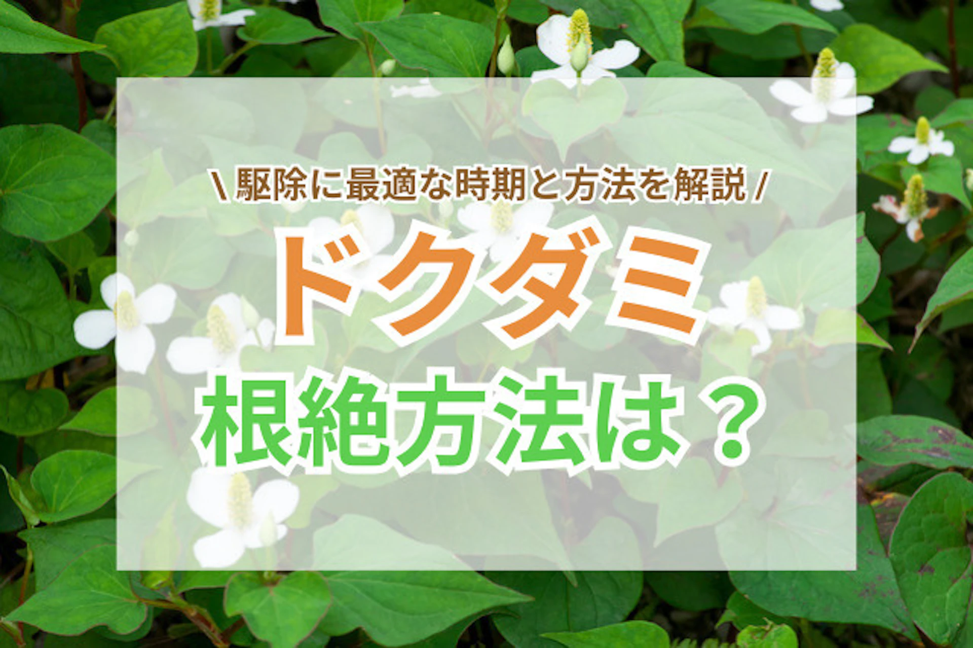 サムネイル:ドクダミ駆除の最適時期と根絶方法|地下茎まで枯らす対策や予防策とは