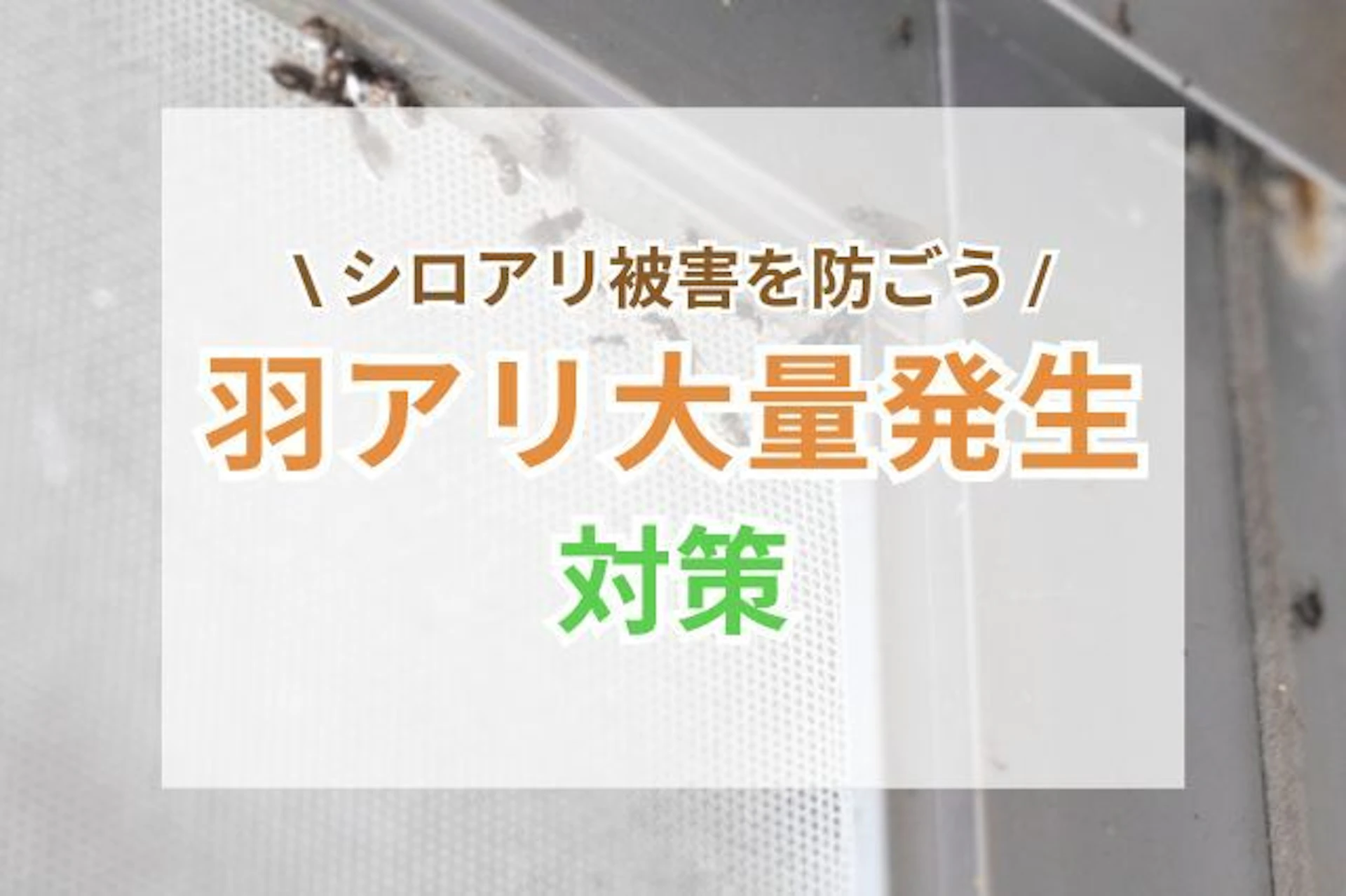 サムネイル：羽アリ大量発生の危険サイン！シロアリ被害を防ぐ対策