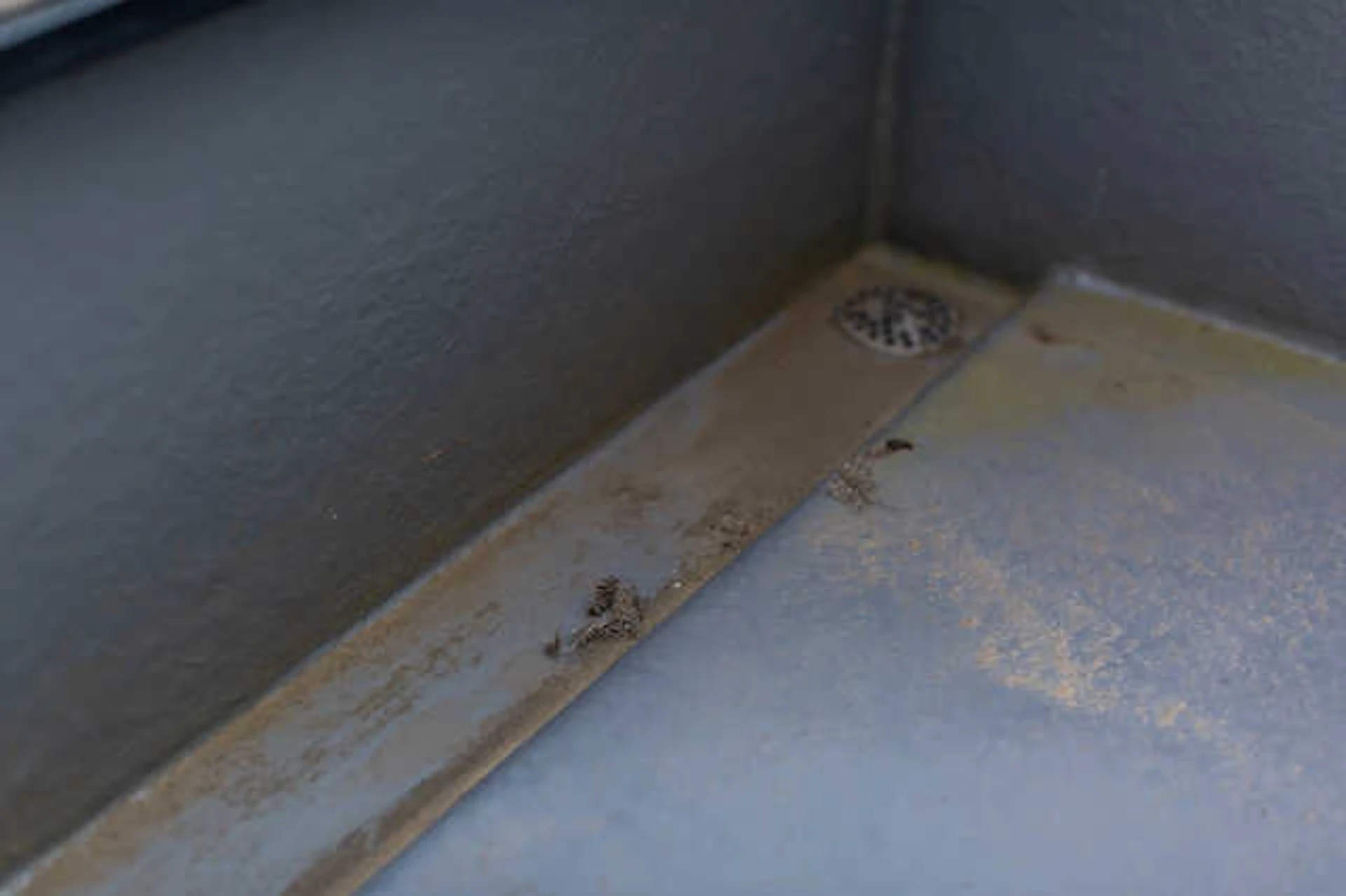 植物や藻の繁殖