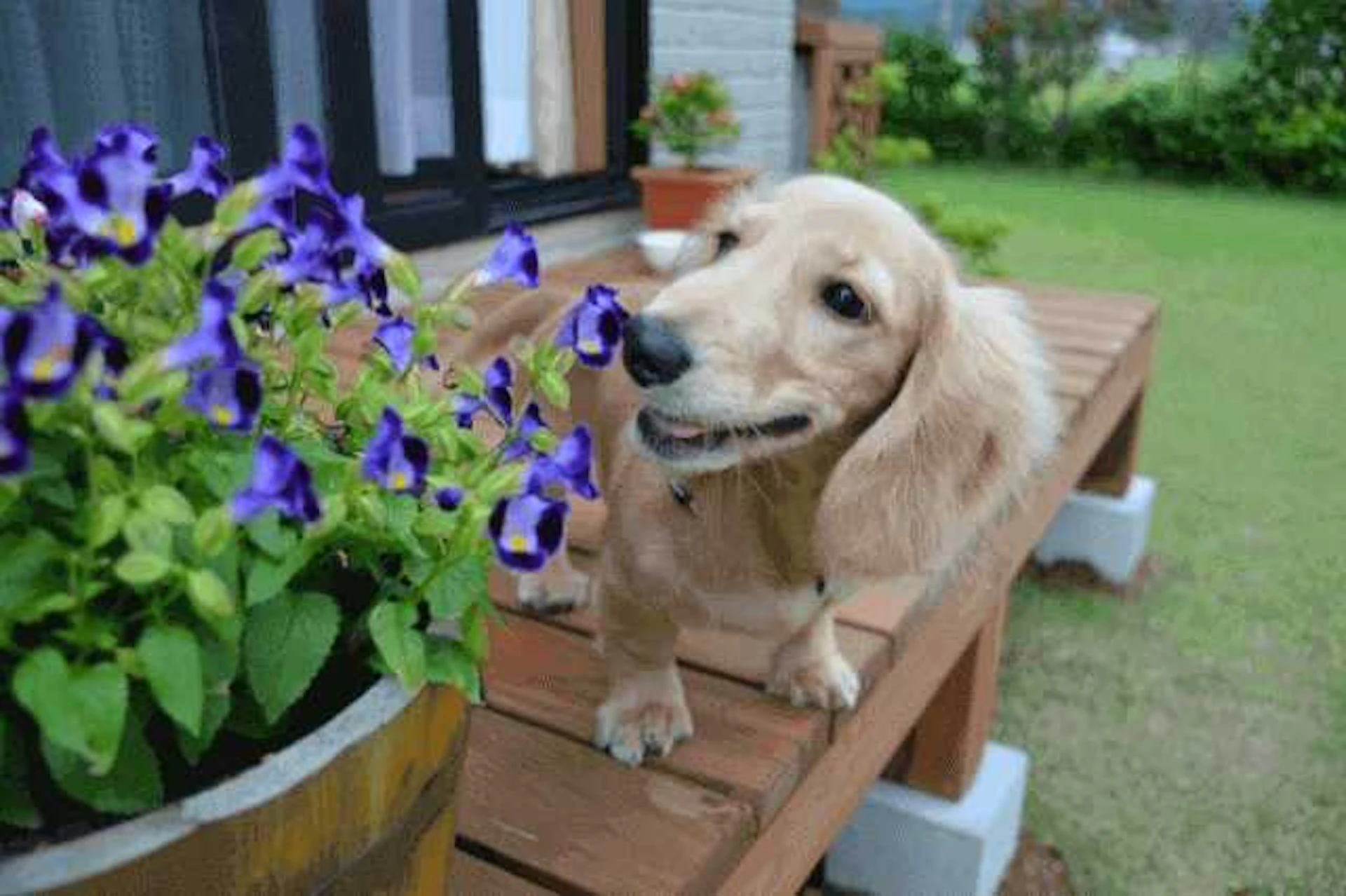 ウッドデッキに置かれた花の植木鉢とダックスフント