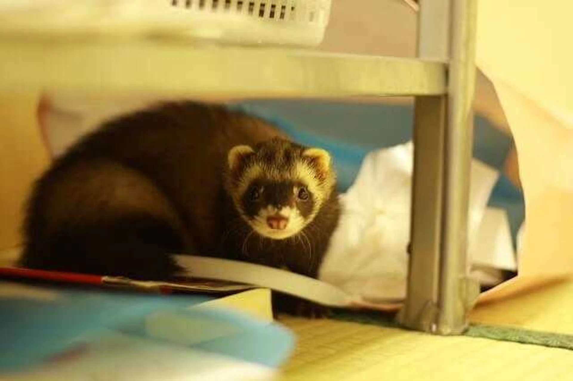 ペットがいる家では不向き