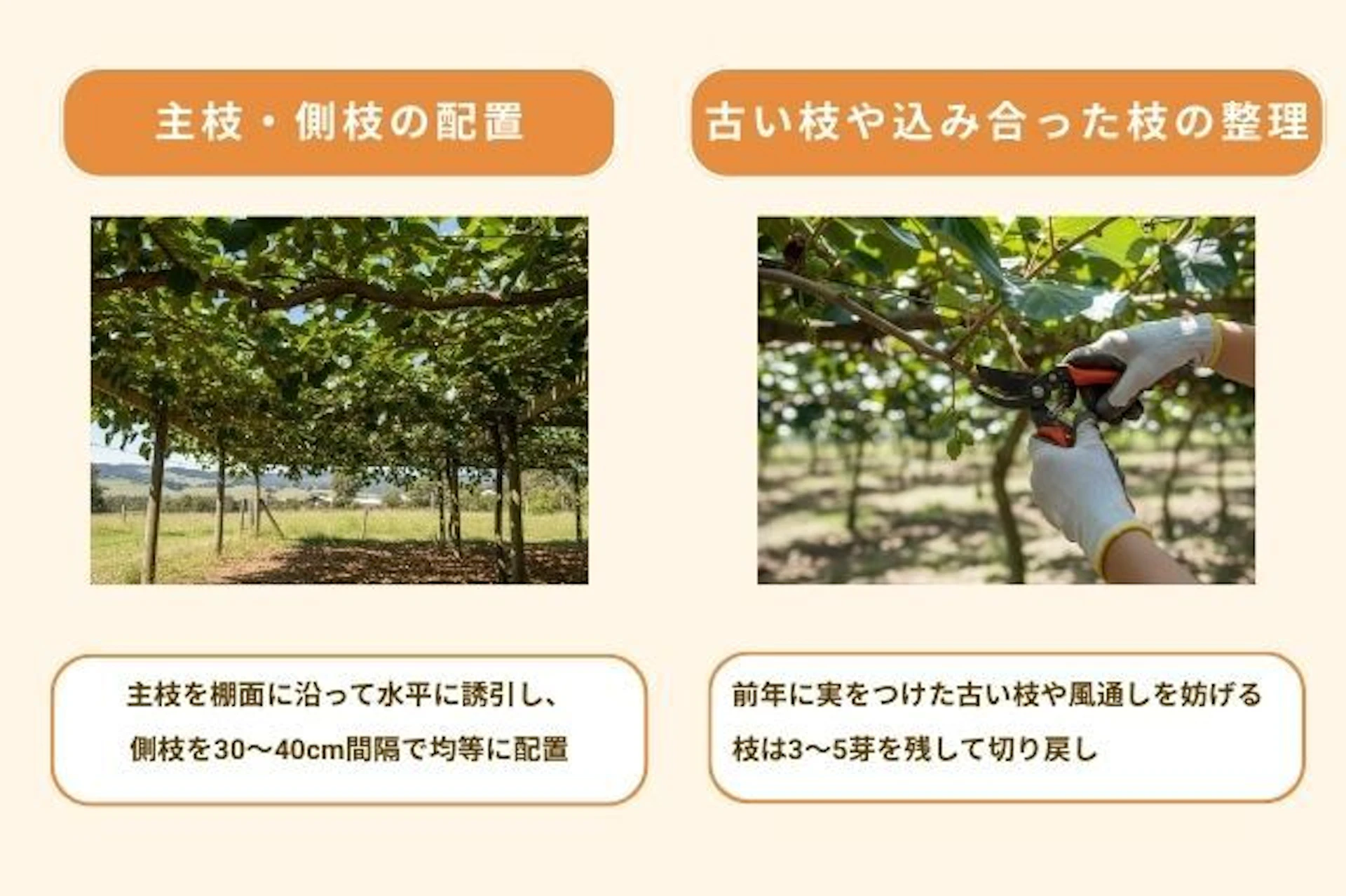 剪定の基本的な考え方