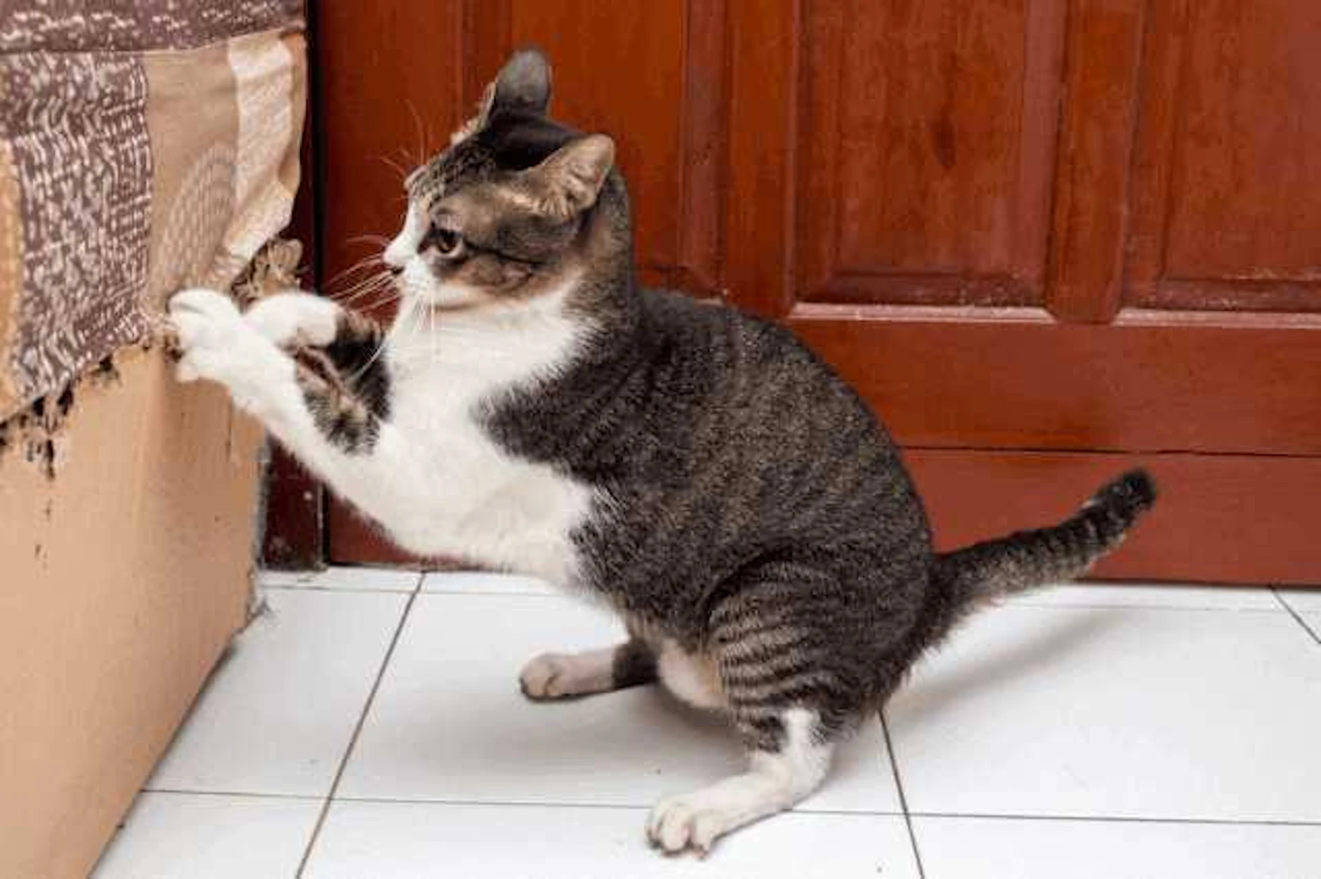 壁のいたずら対策には、ペット用壁紙・腰壁がおすすめ