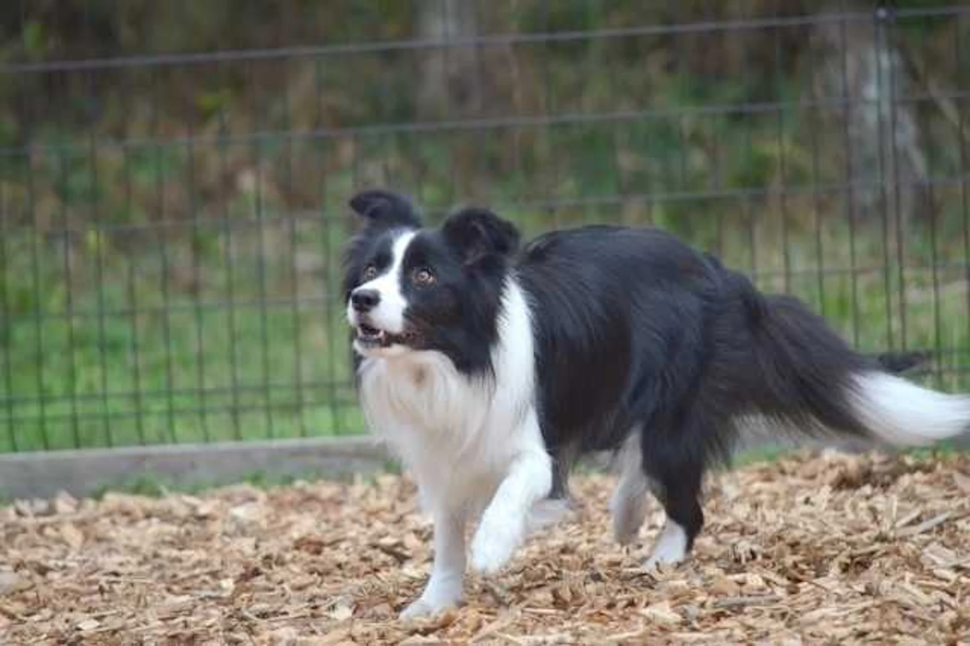 子供や犬が遊べる庭づくりのコツと注意点！ウッドデッキ・砂場などの実例やリフォーム費用も公開