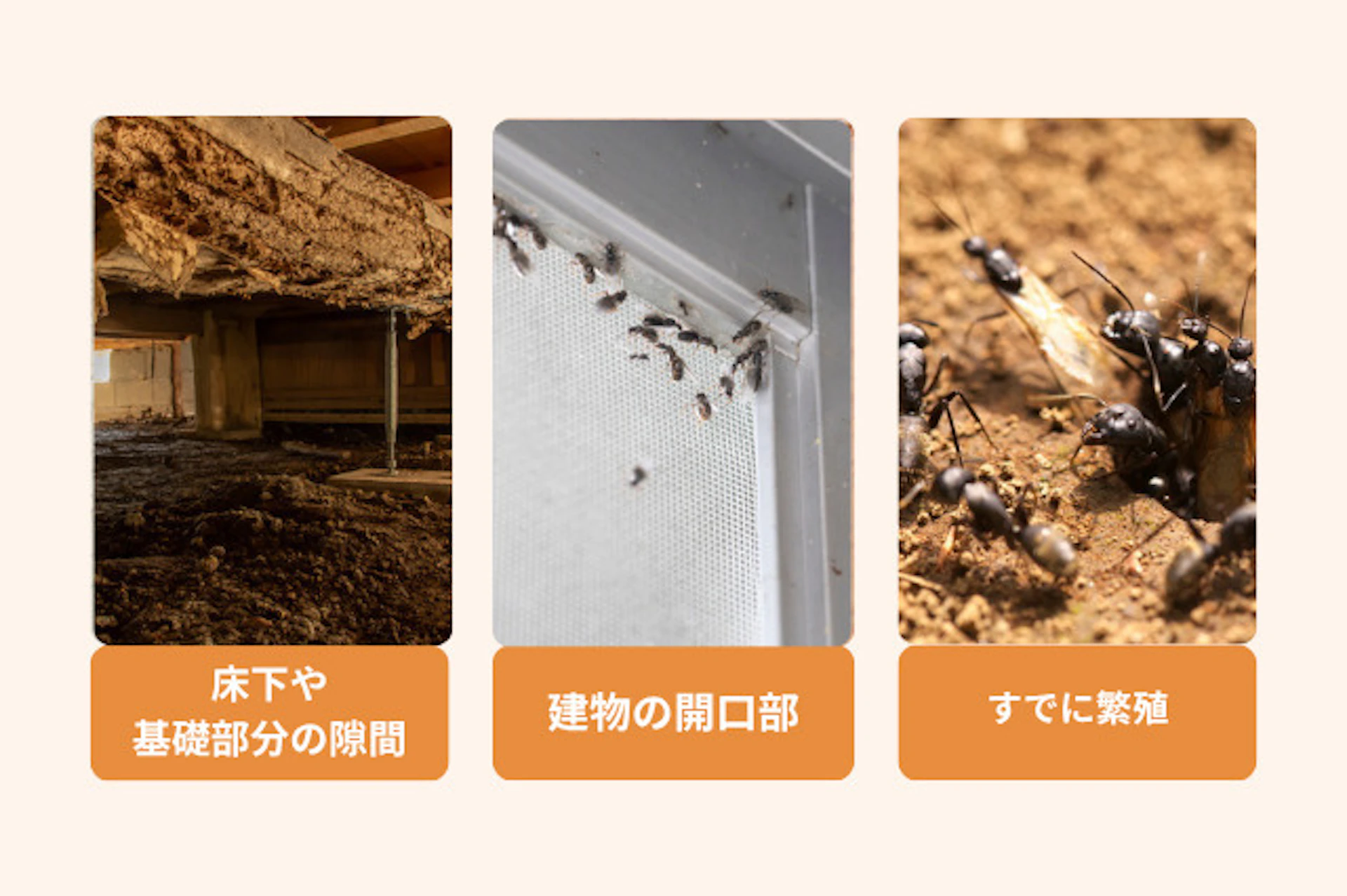 羽アリはどこから入ってくるのか？