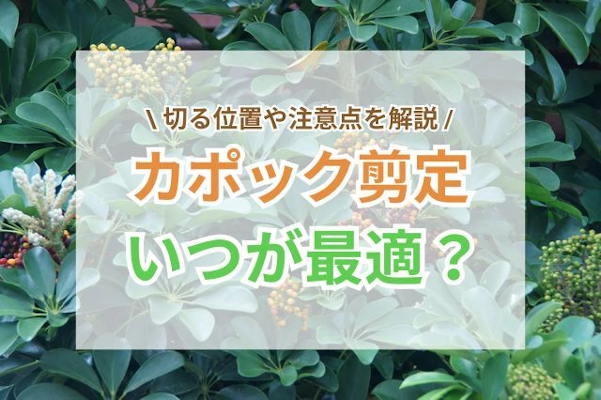 カポックが大きくなりすぎて困っていませんか。 適切な剪定時期は5~7月の成長期で、混み合った枝や伸びすぎた部分を整理するのがポイントです。 この記事では、剪定の具体的な方法と注意点を詳しく解説します。