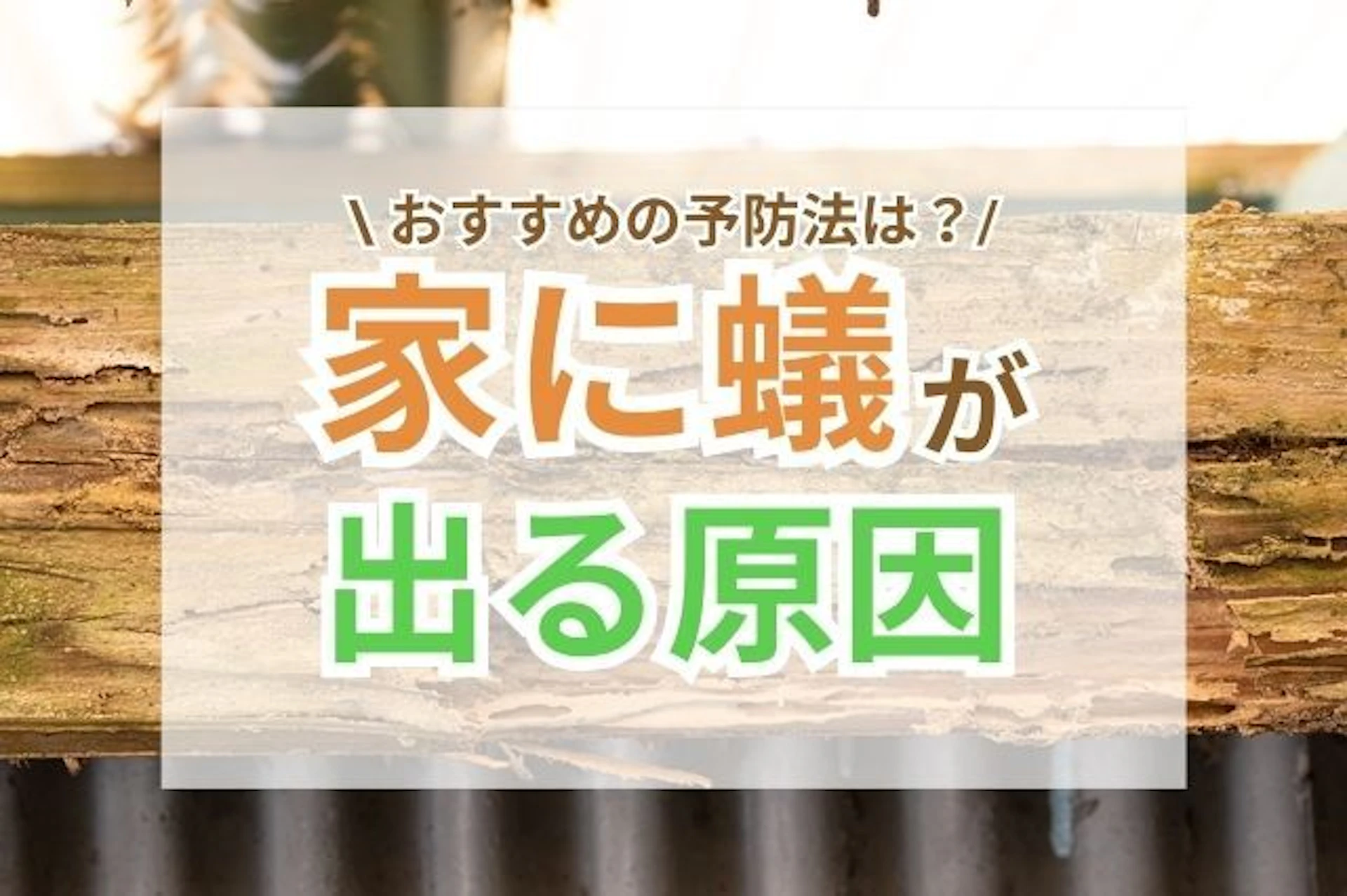 サムネイル：家に蟻が出る原因とおすすめの予防法
