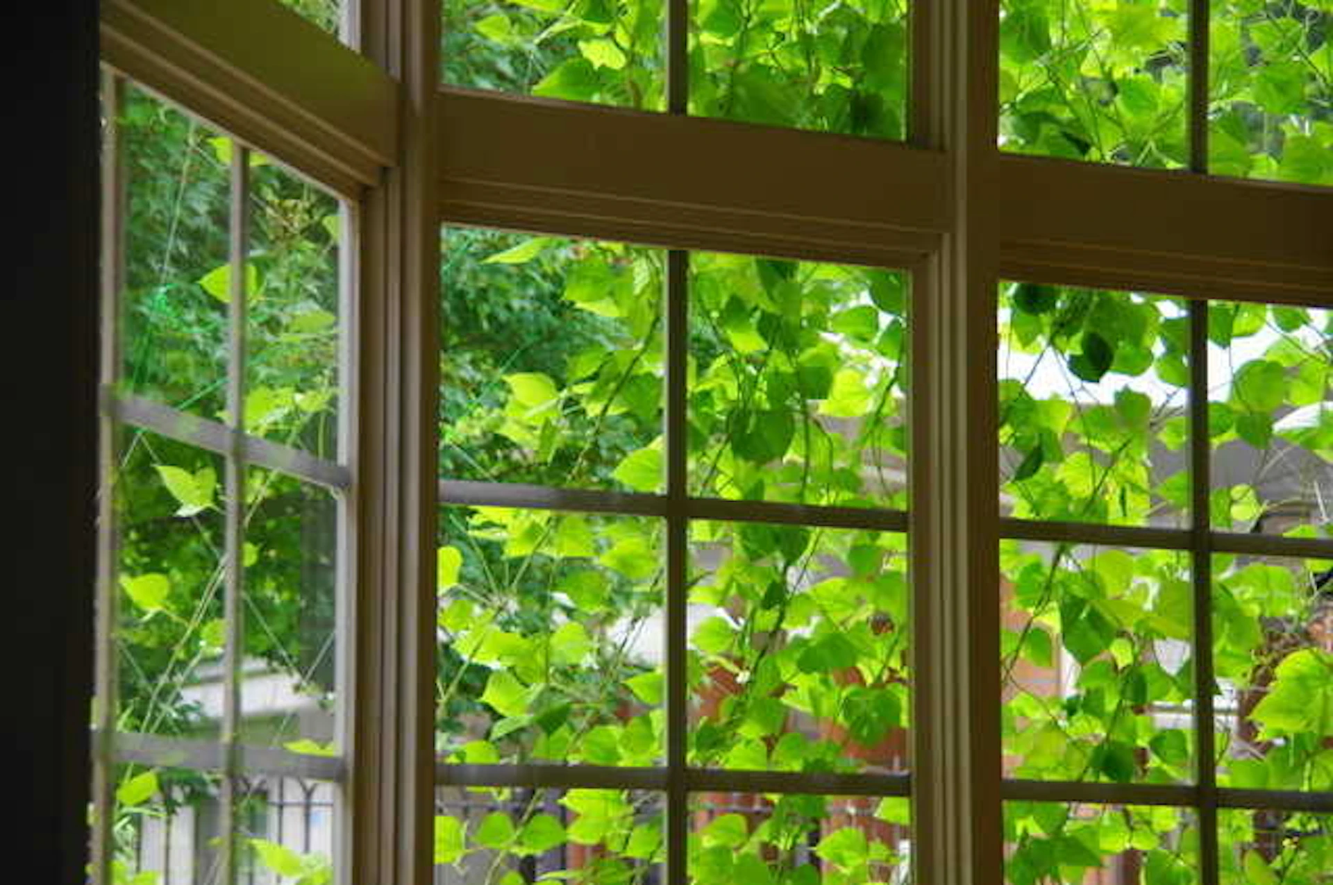 サムネイル:緑のカーテンのある風景