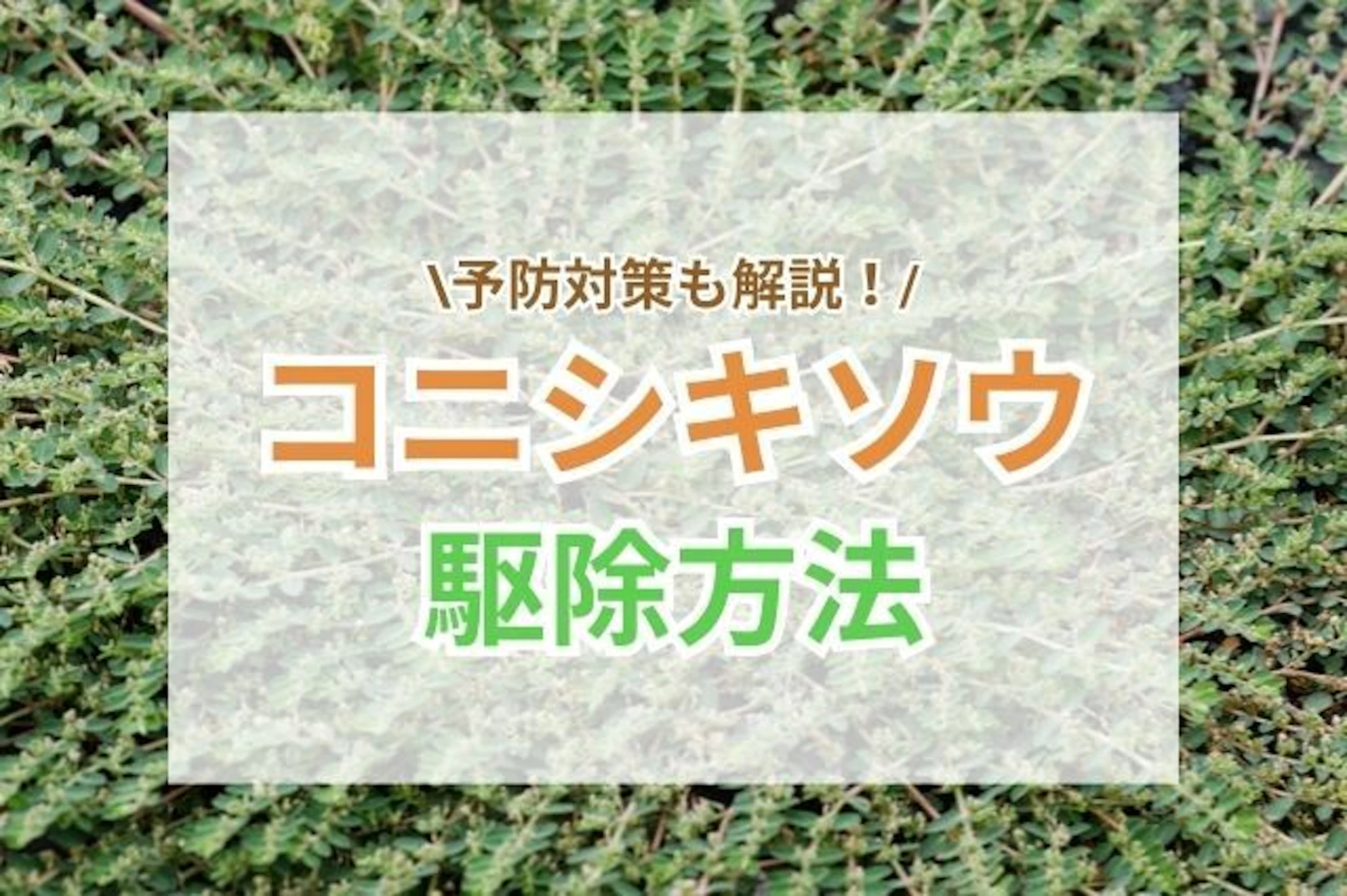 サムネイル:コニシキソウ駆除のポイント|自分でできる対策と業者を活用すべきケース