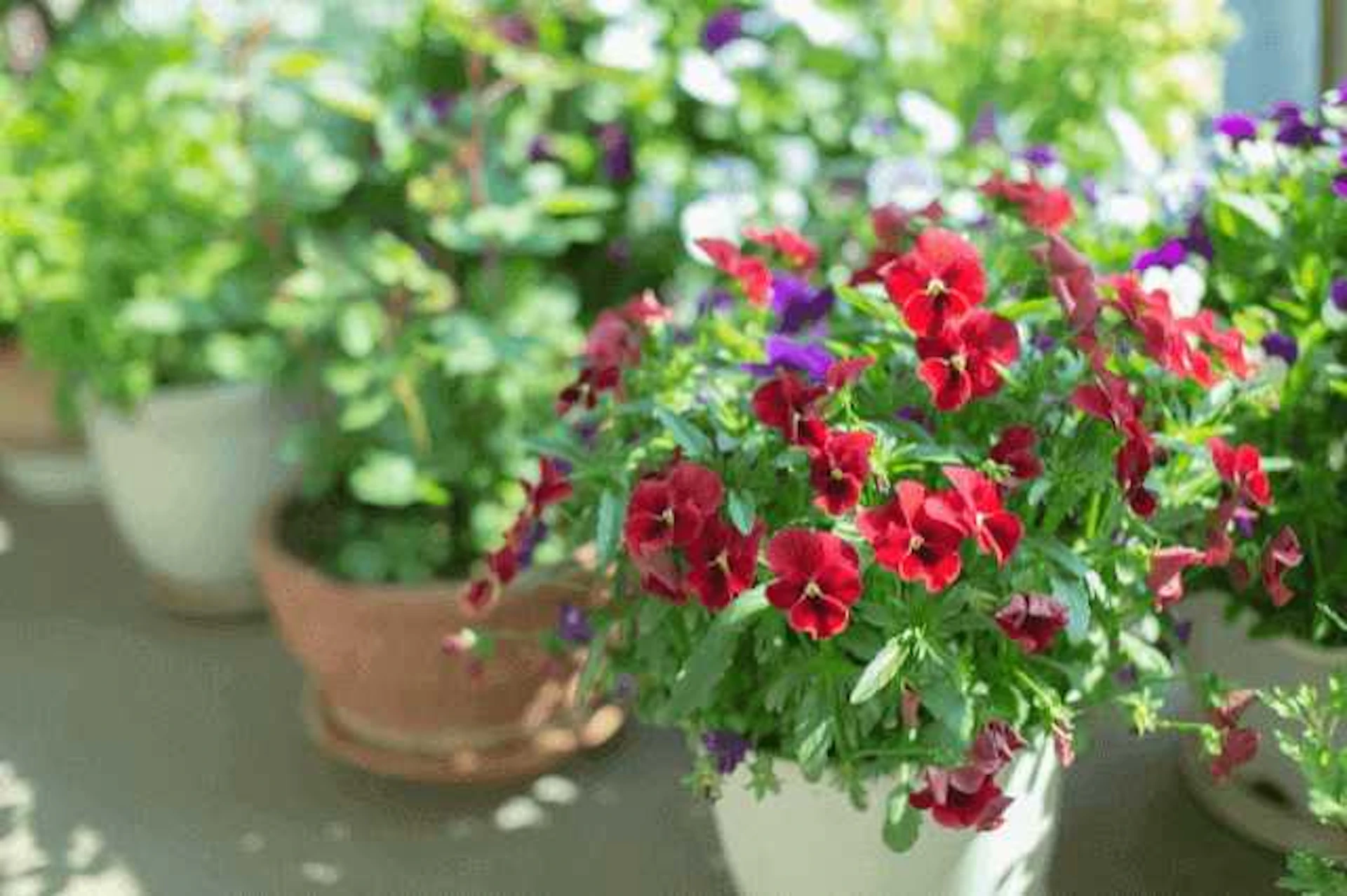 花が咲いている植木鉢