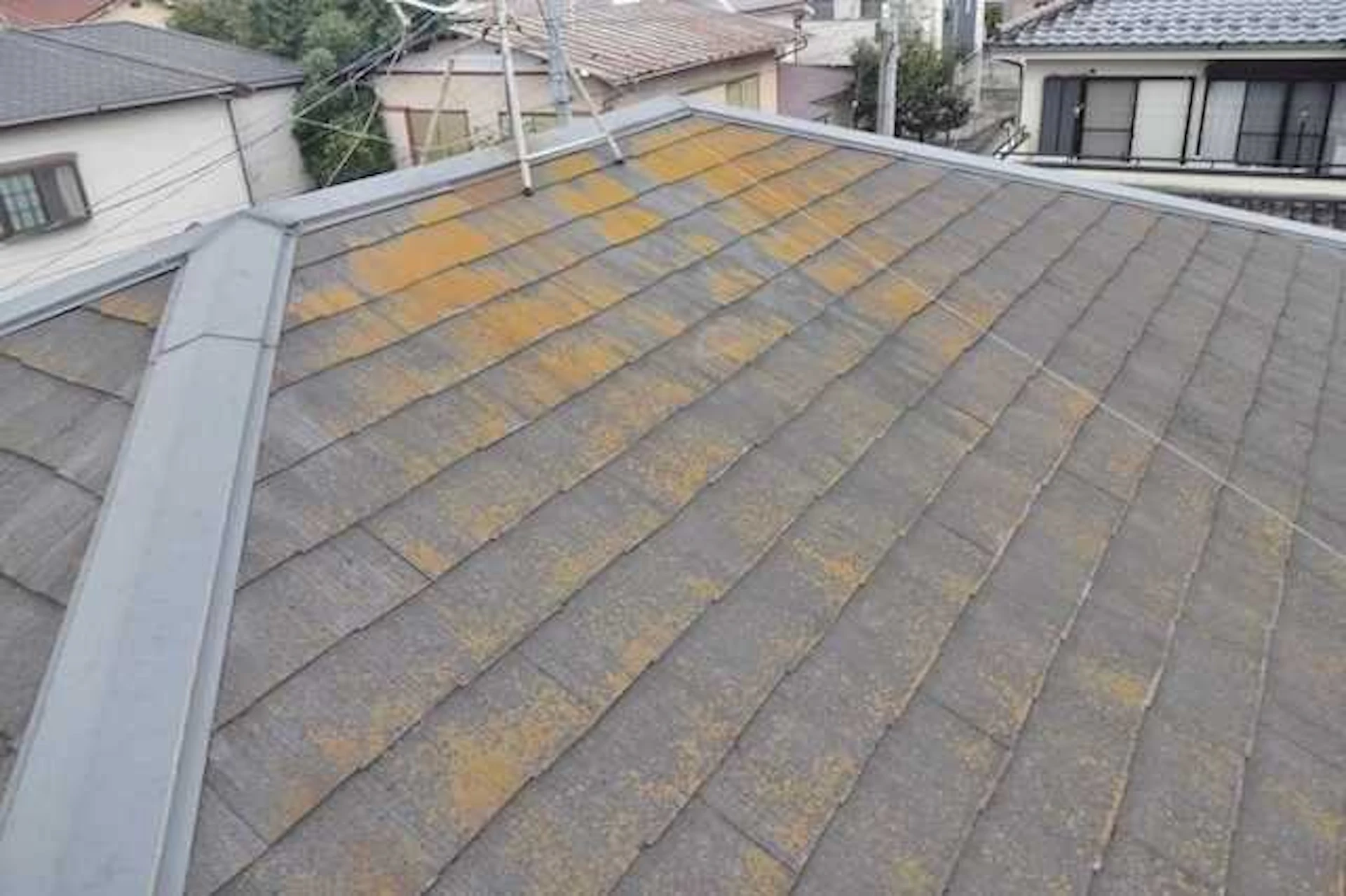 コケ・藻・カビの発生