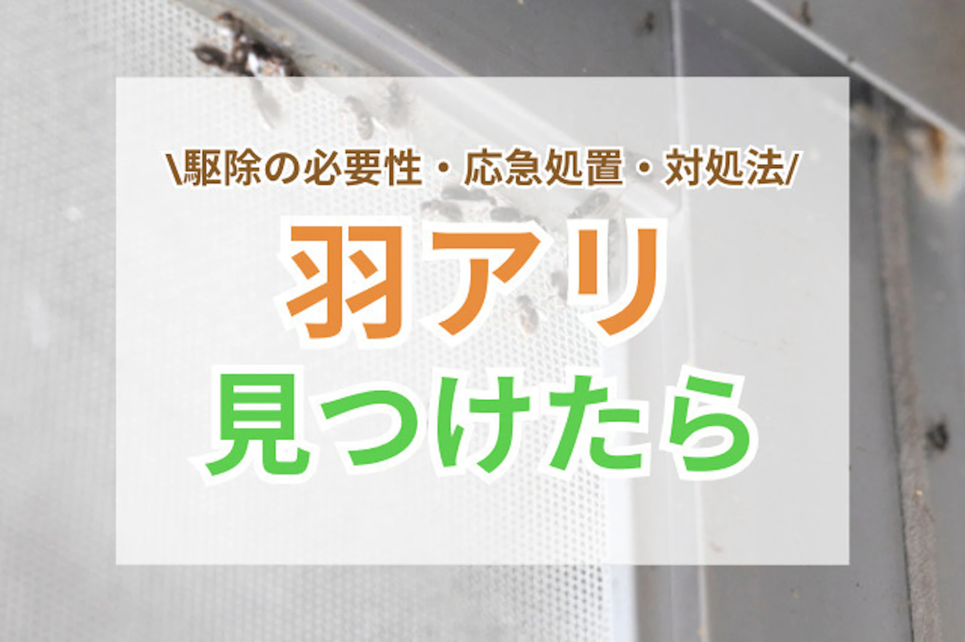 サムネイル:羽アリを見つけたらどうする?駆除の必要性・応急処置・正しい対処法を解説