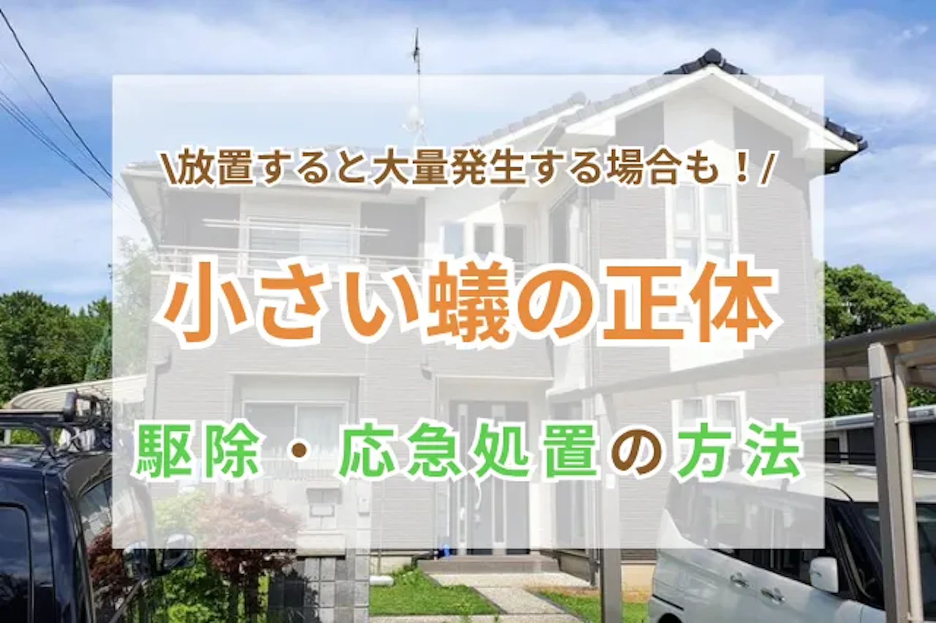 サムネイル:めちゃくちゃ小さい蟻の正体と駆除・応急処置の方法