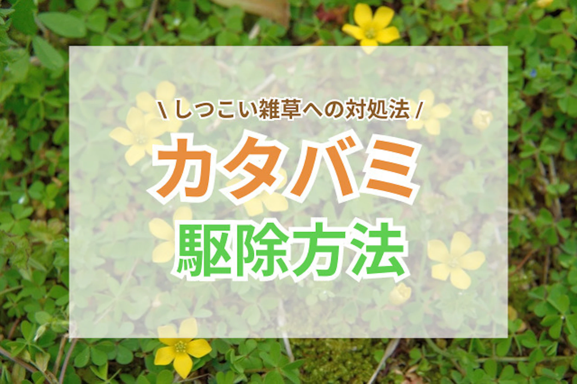 サムネイル：カタバミをしっかり駆除したい！しつこい雑草への対処法