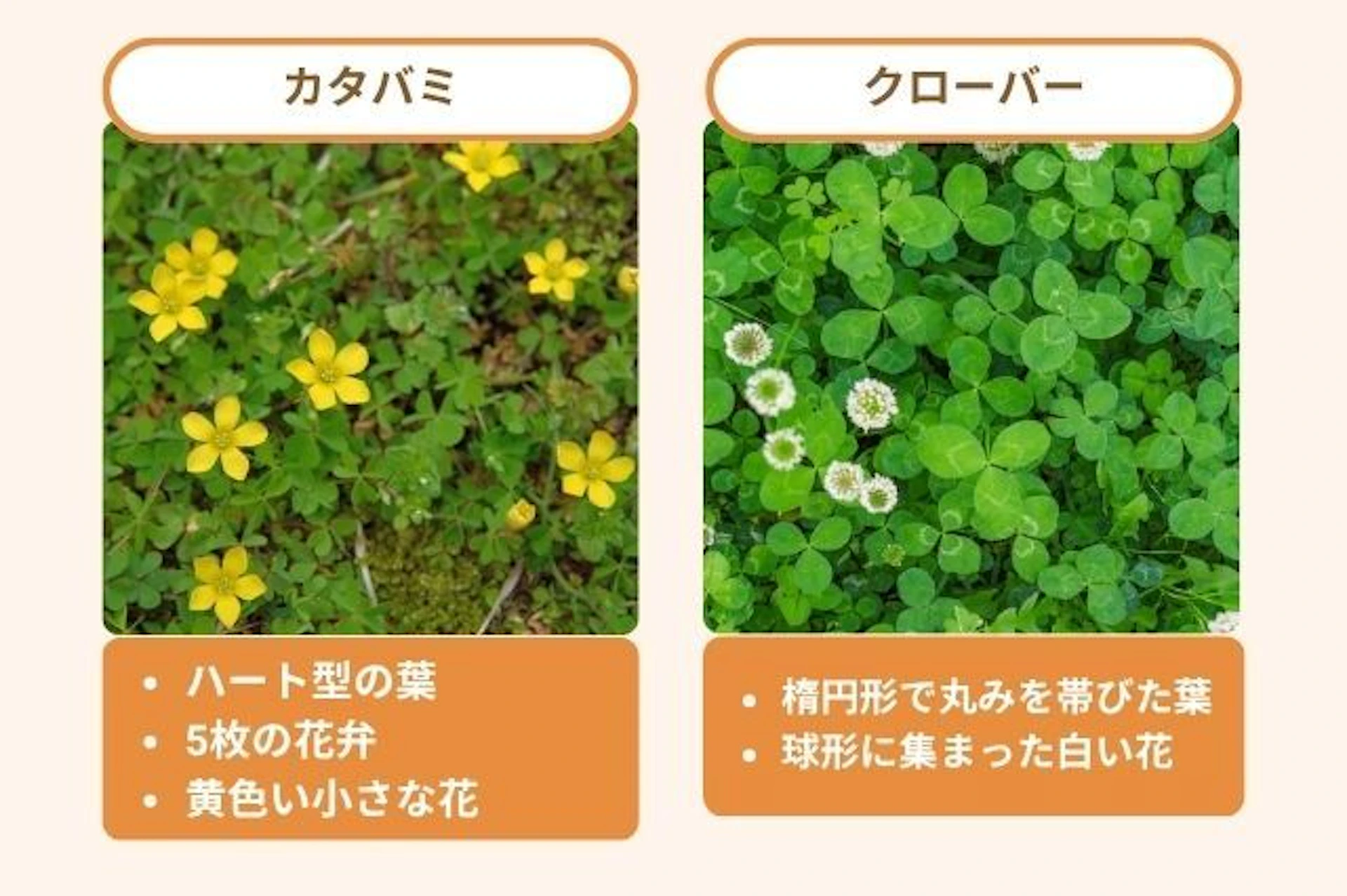 カタバミの特徴と駆除の基本