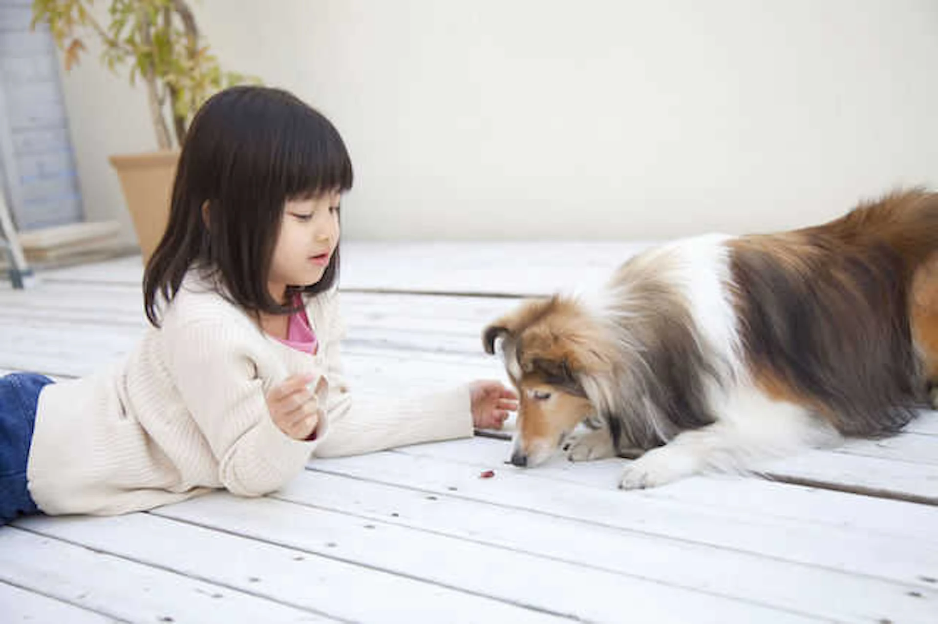 子供や犬が遊べる庭づくりのコツと注意点!ウッドデッキ・砂場などの実例やリフォーム費用も公開