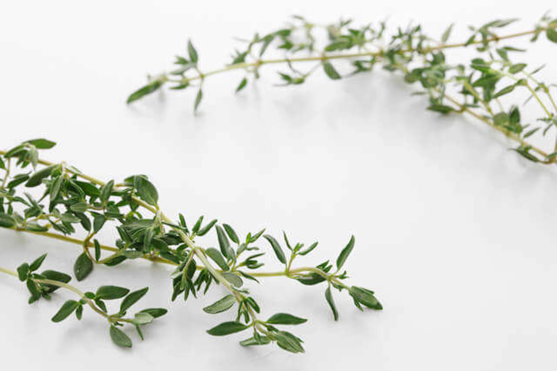 おすすめハーブ3. タイム