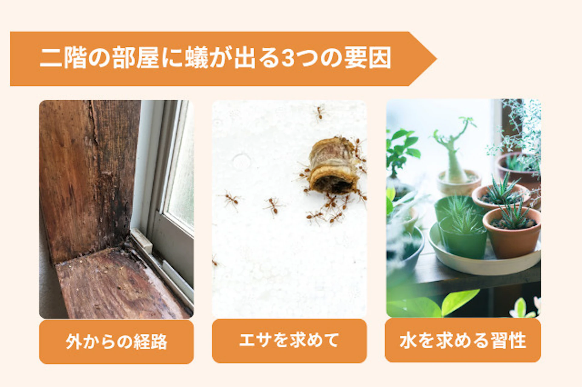 二階に蟻が出るのはなぜ？考えられる原因