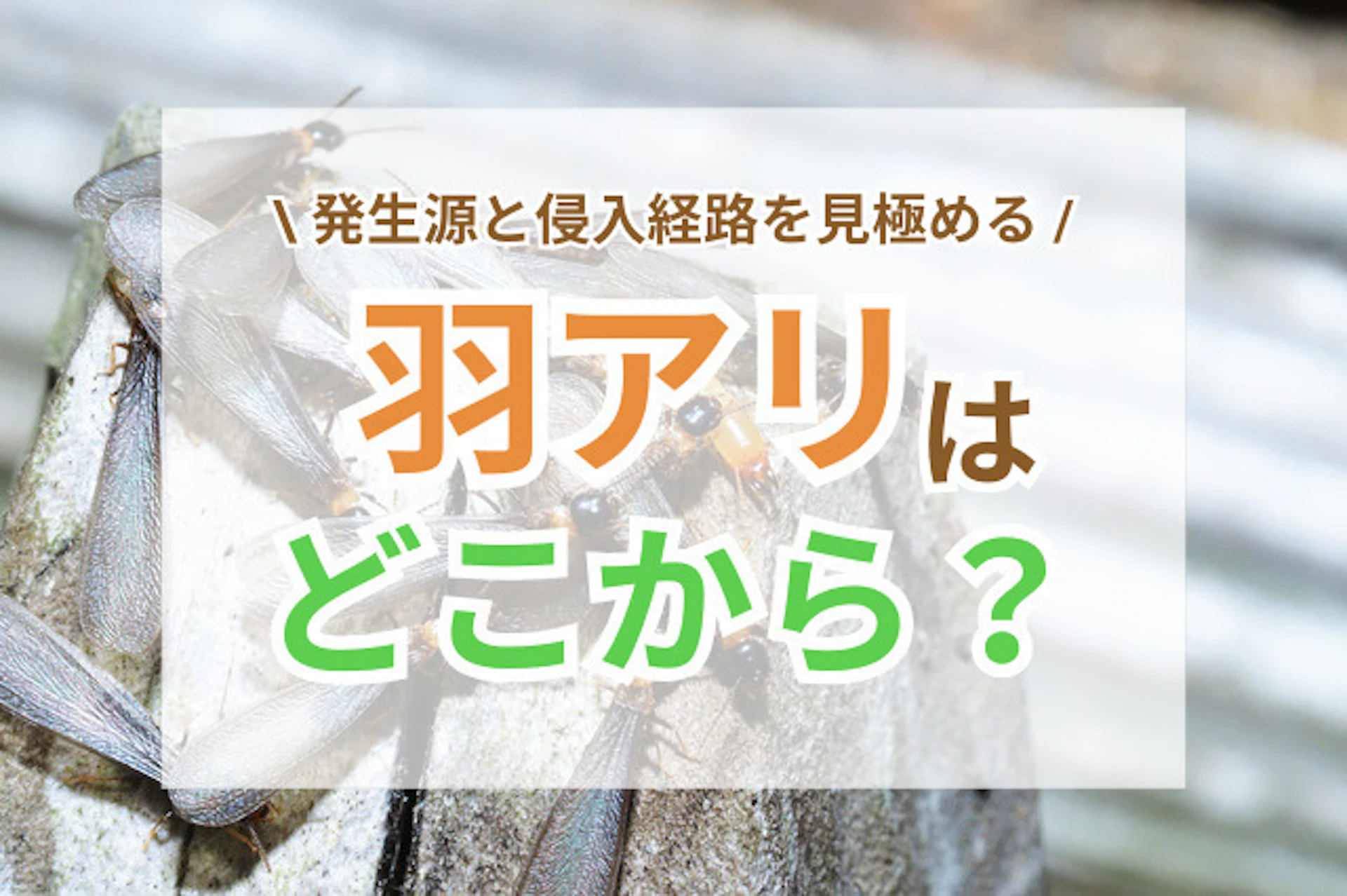 羽アリはどこから入ってくる？発生源と侵入経路を見極めるポイント