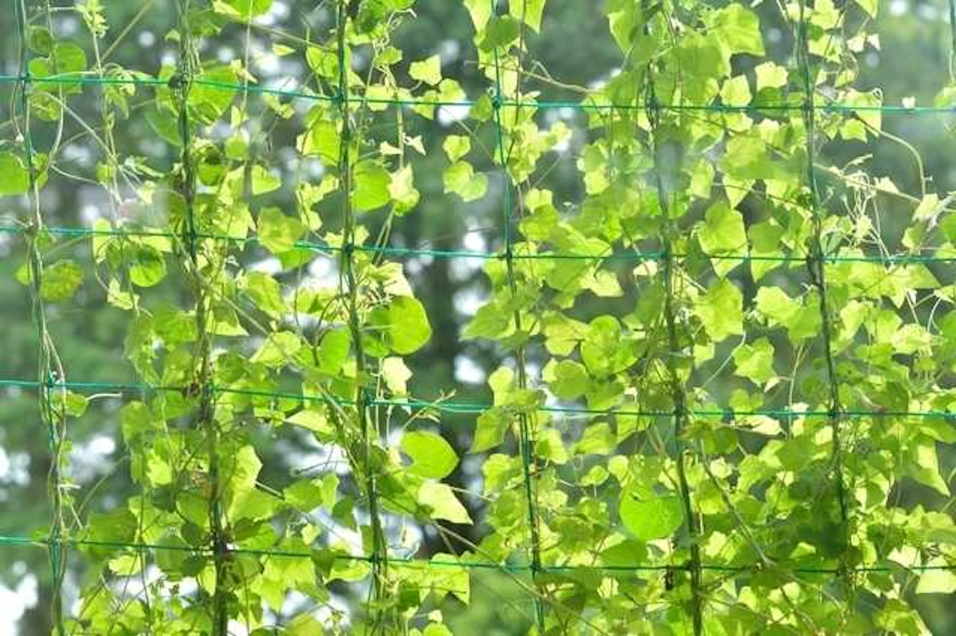 サムネイル:緑のカーテンの作り方