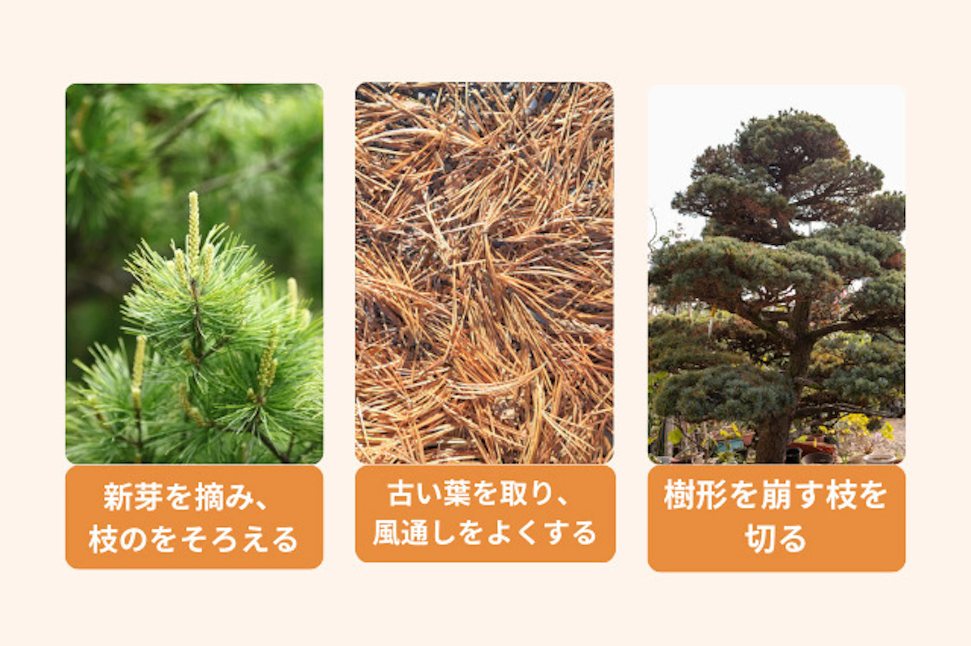 剪定の基本的な考え方