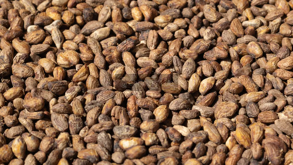 Voacanga africana 種子
