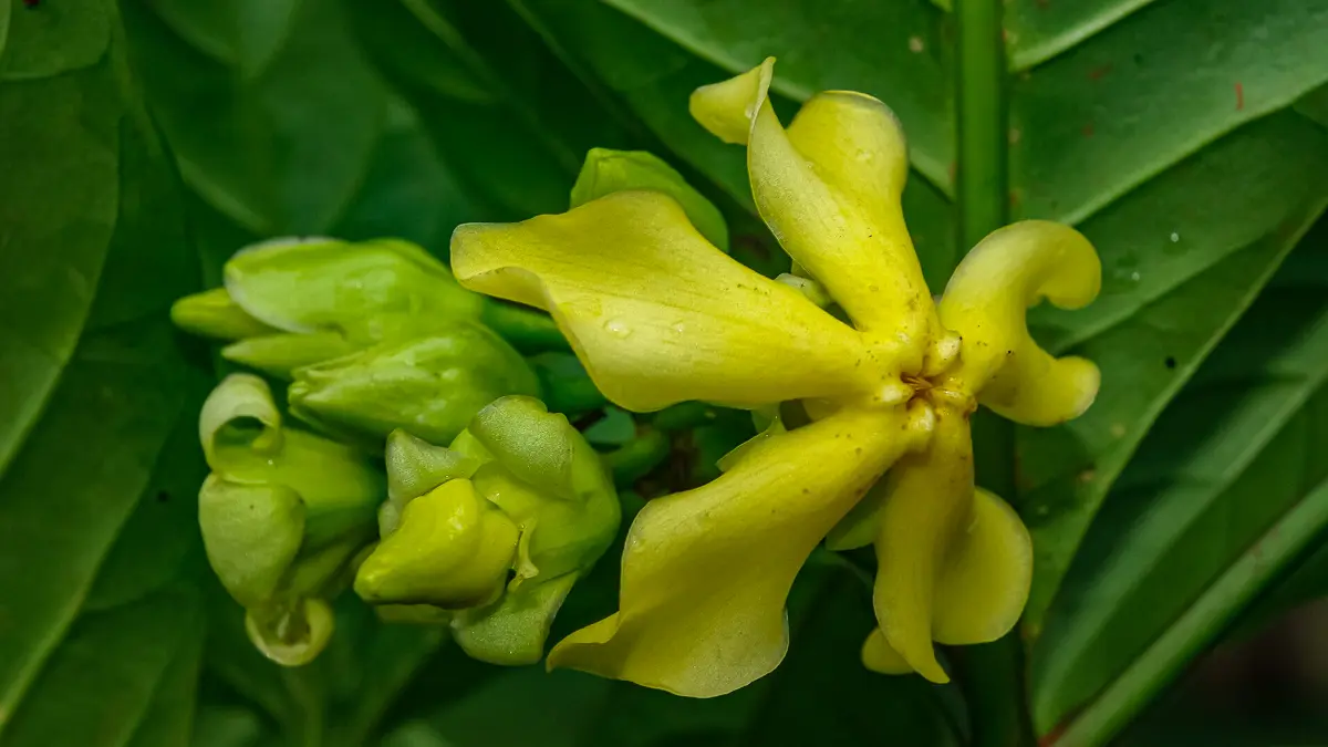 Voacanga africana flower Photo by Thomas Couvreur / CC BY-SA 4.0 https://identify.plantnet.org/ja/k-world-flora/species/Voacanga%20africana%20Stapf/data