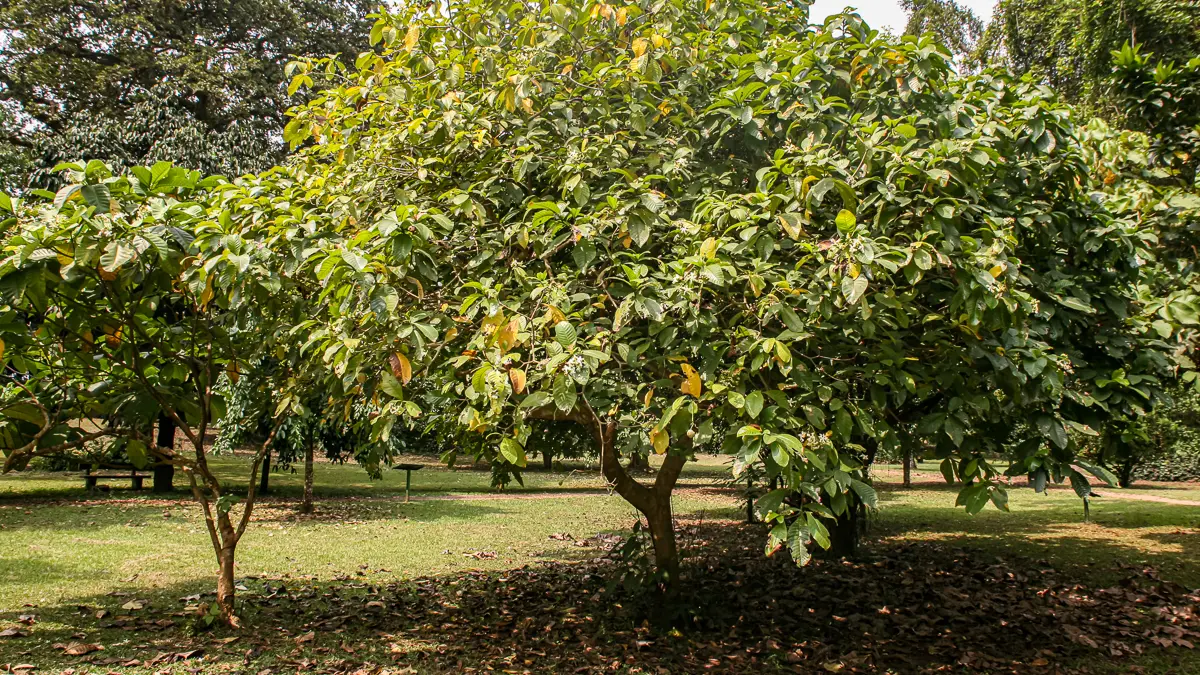 Voacanga Africana - Jardin Botanique Limbé - Cameroun - Photo by Hiobson (CC BY-SA 4.0) https://upload.wikimedia.org/wikipedia/commons/5/56/Voacanga_Africana_05.jpg