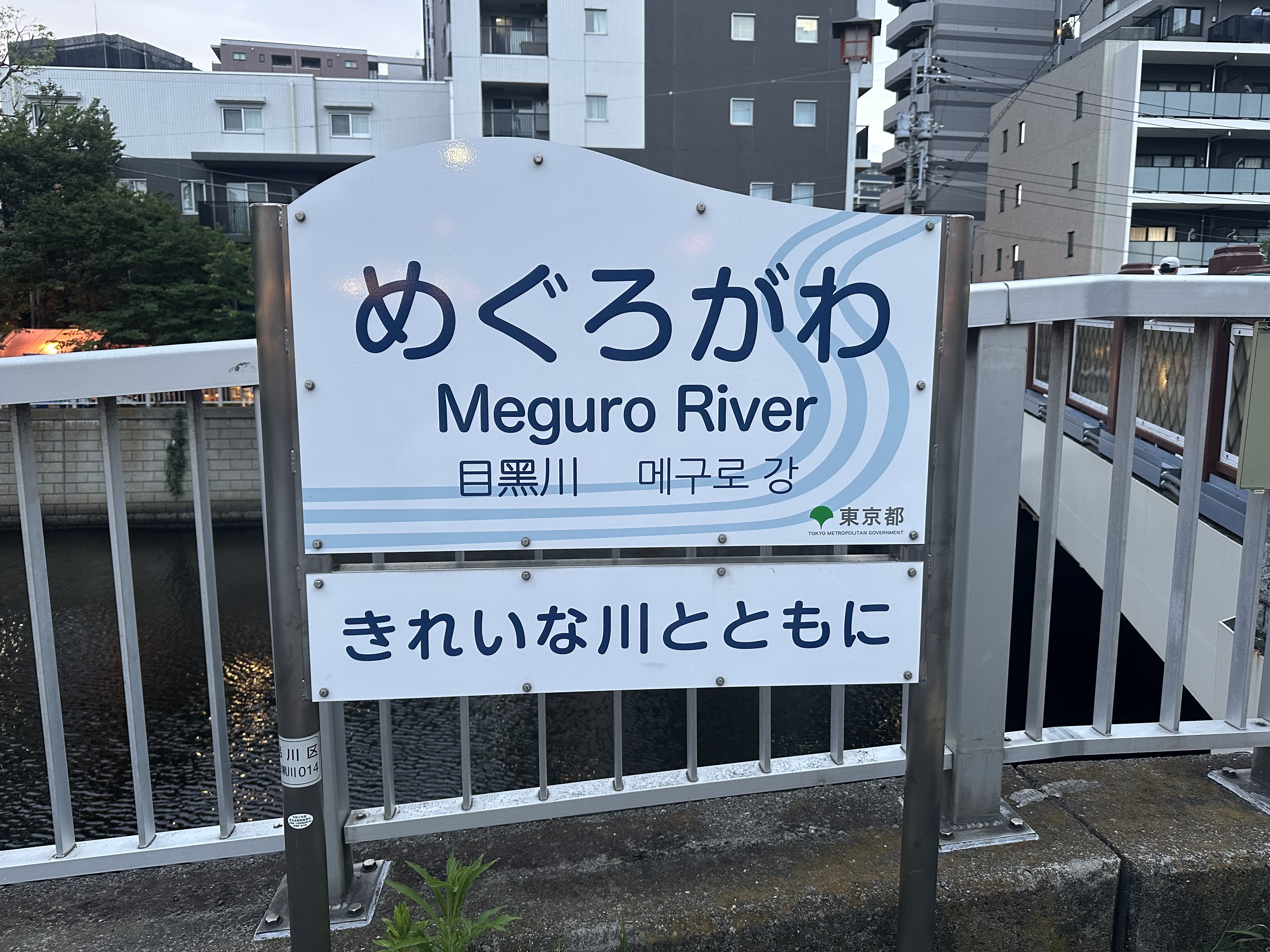 目黒川の水を発酵させるとどうなるか