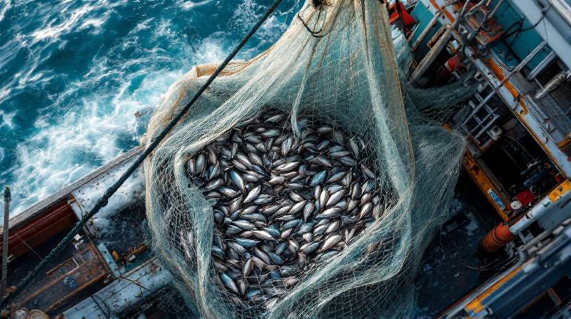 底引き網漁のやり方におけるなぜ網が破れるのか:失敗の構造の様子