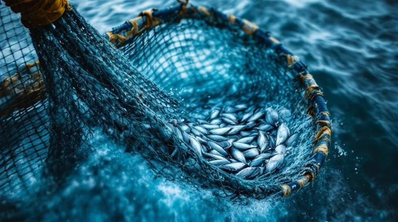 漁業人手不足対策2025における省力化技術と自動化への投資の様子