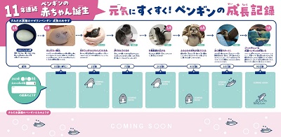ペンギンの赤ちゃん、さらに2羽が仲間入り！赤ちゃんの成長が